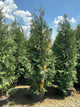 Thuja occidentalis 'Wintergreen'