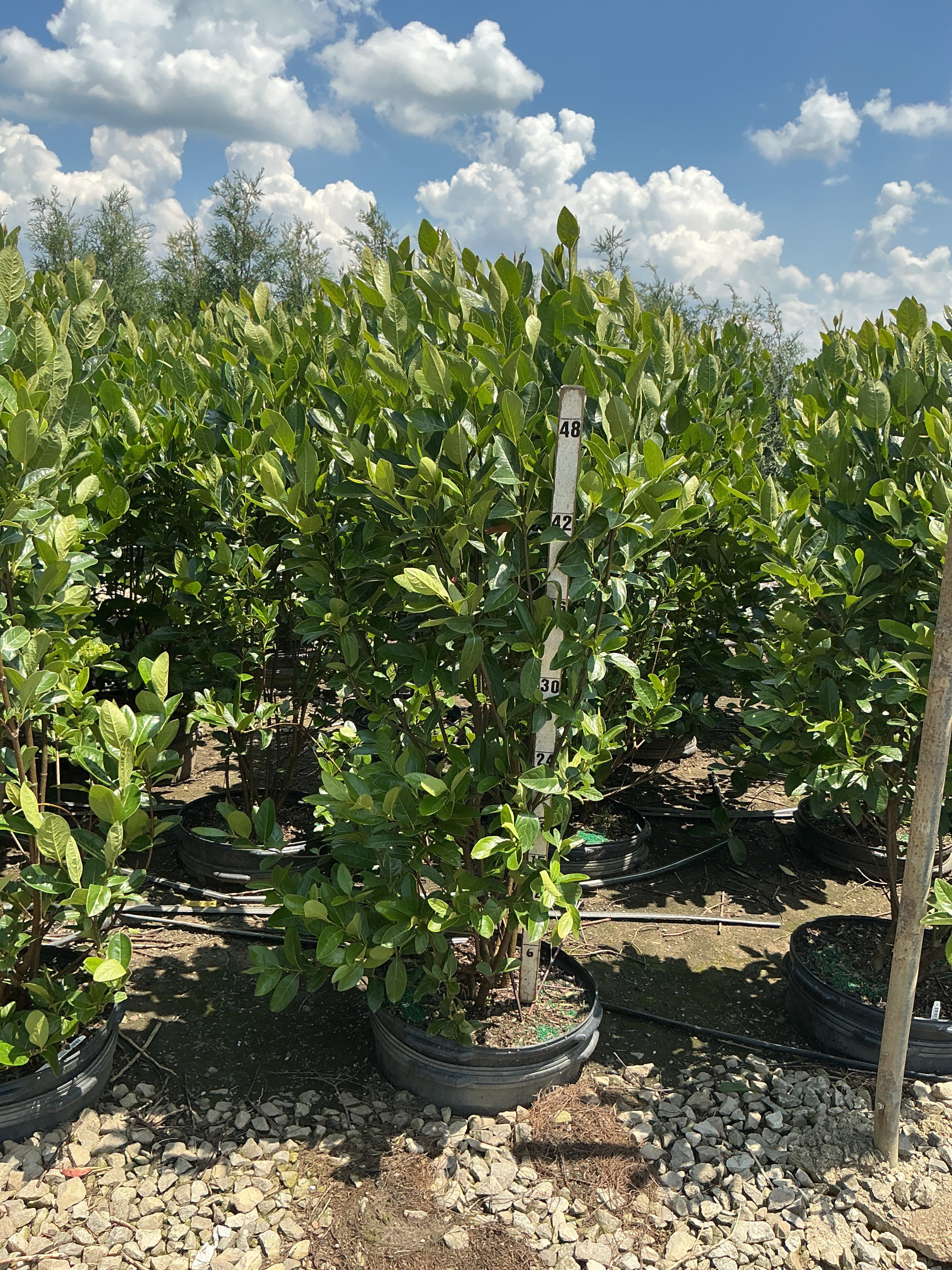 Viburnum nudum 'Winterthur'