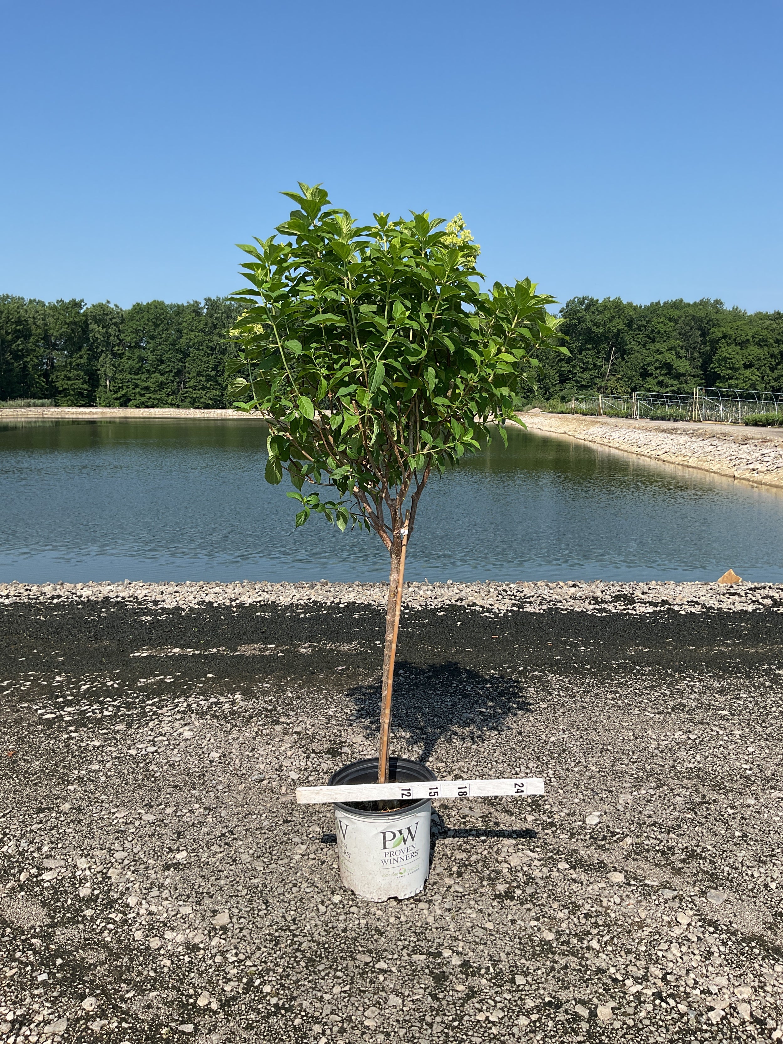 Hydrangea paniculata 'Zwijnenburg'