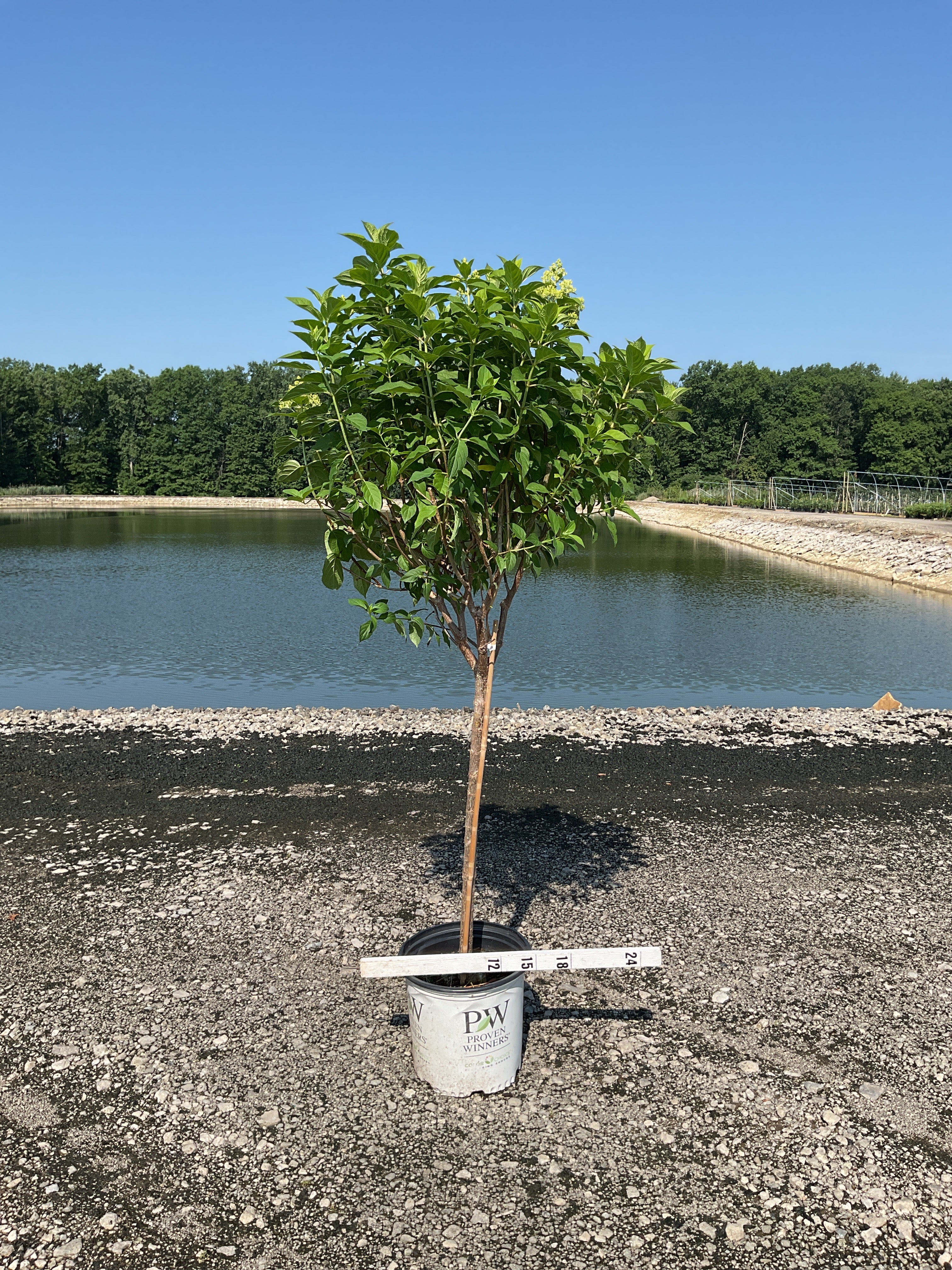 Hydrangea paniculata 'Zwijnenburg'