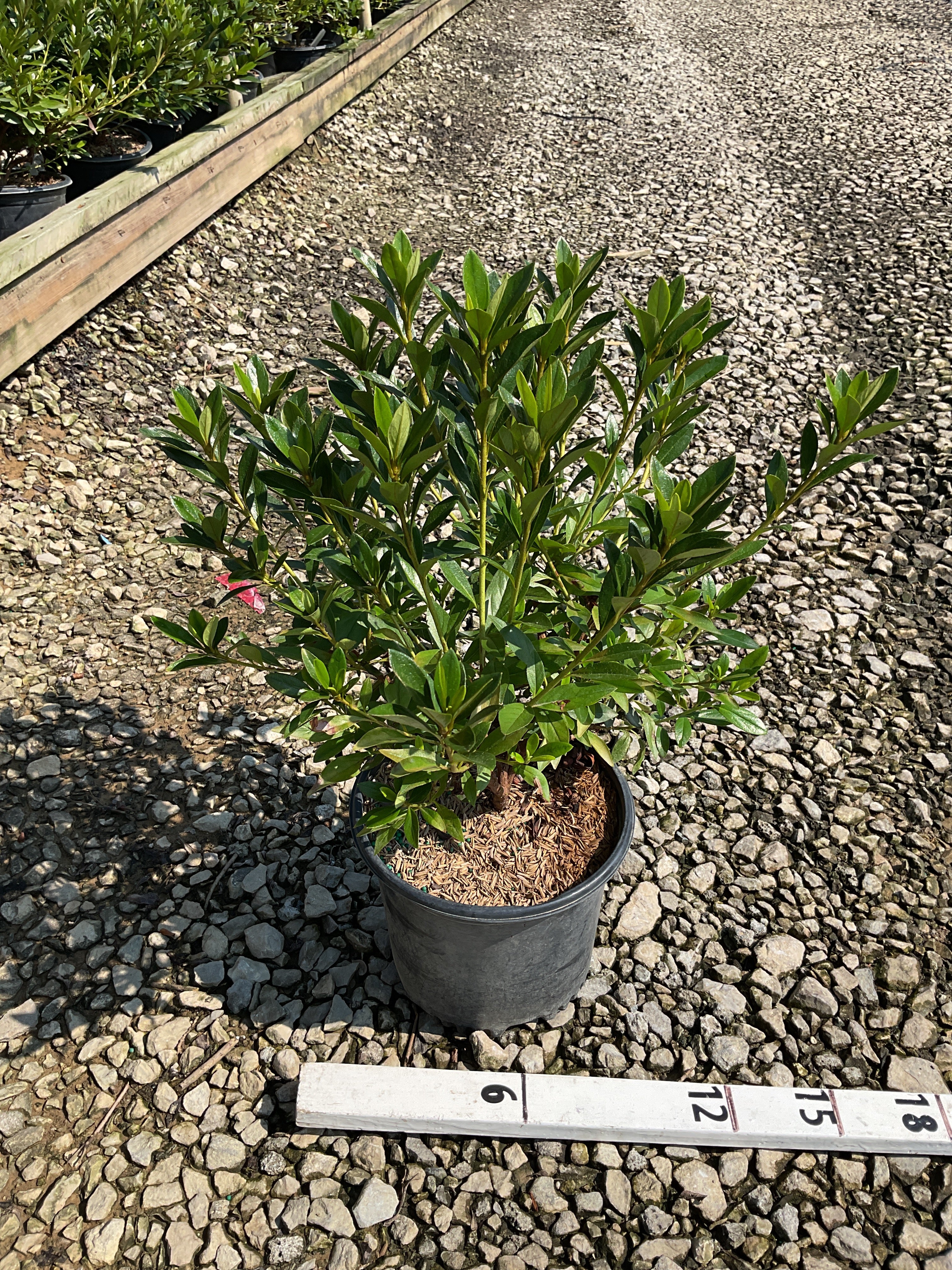 Azalea x 'Herbert'