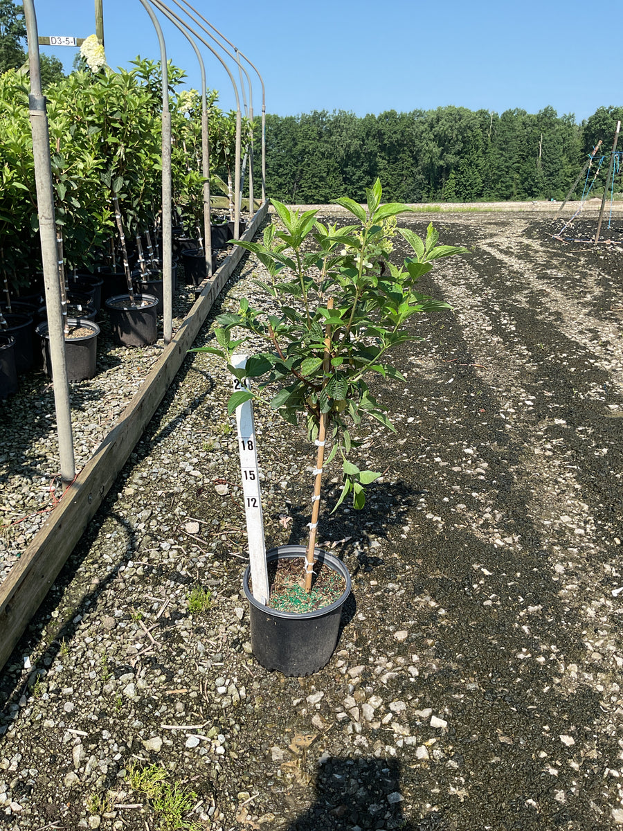 Hydrangea 'P Ruby Snow' â€” G3 12