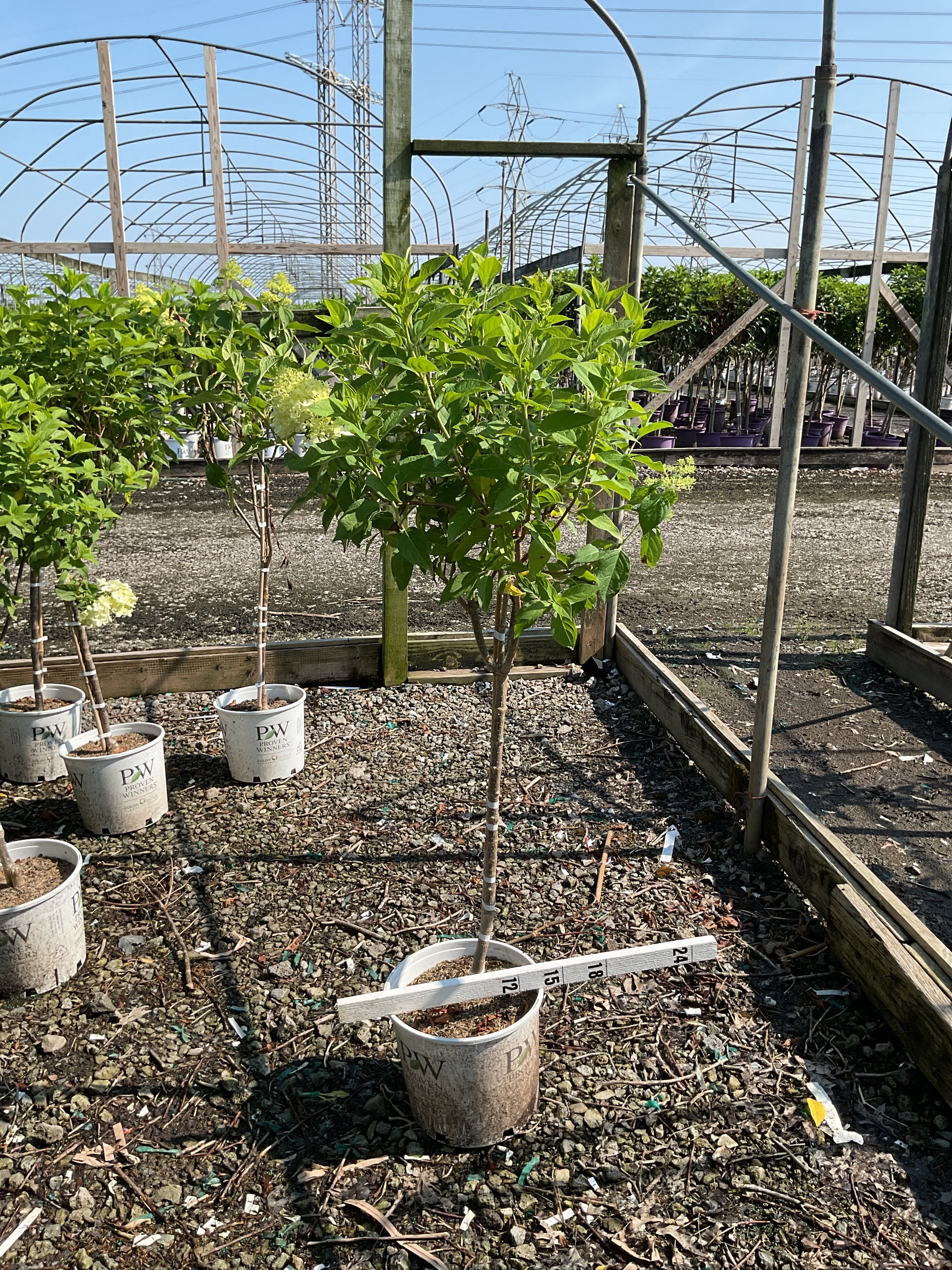 Hydrangea paniculata 'Zwijnenburg'