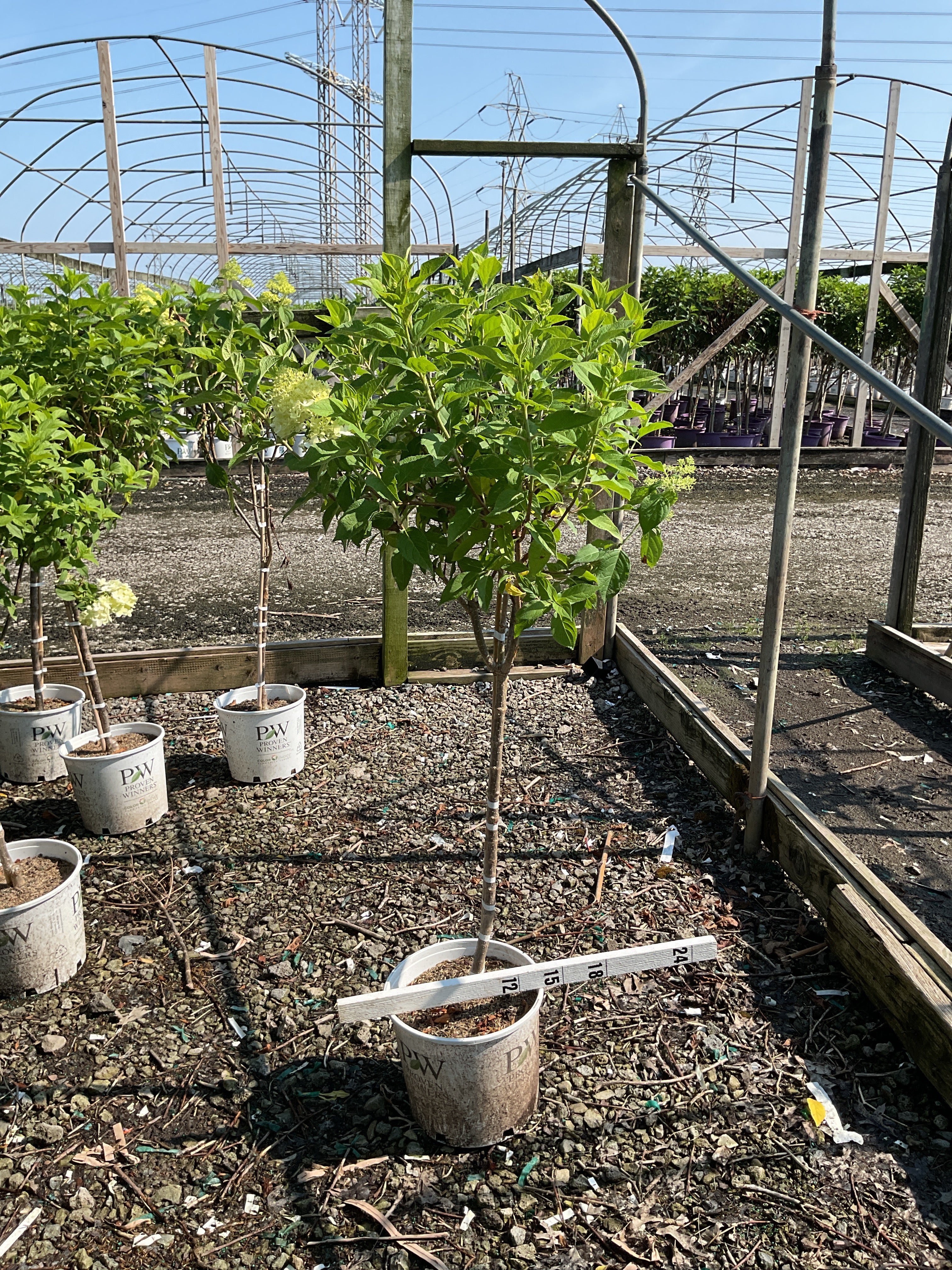 Hydrangea paniculata 'Zwijnenburg'