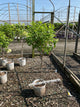 Hydrangea paniculata 'Zwijnenburg'