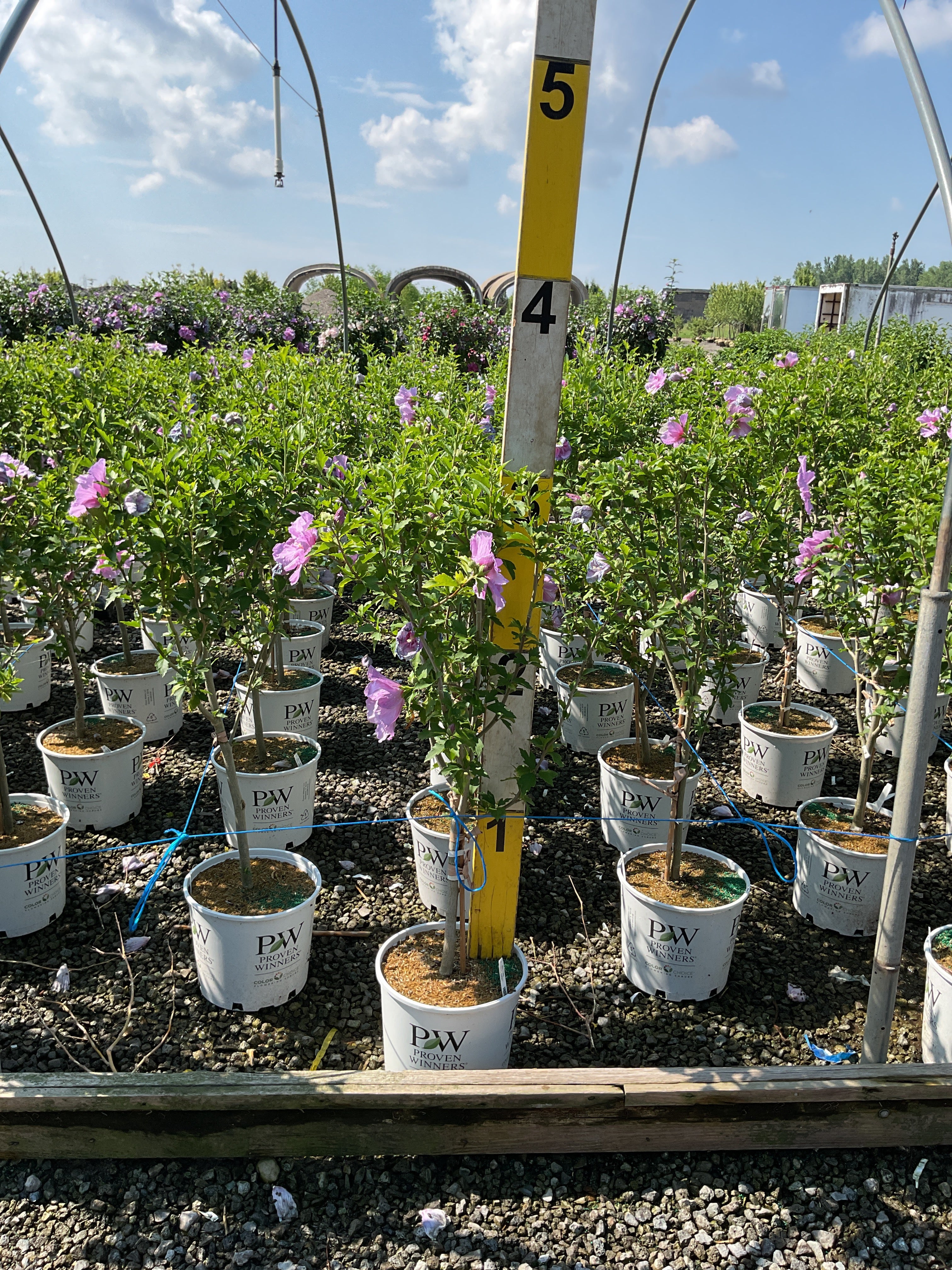 Hibiscus syriacus 'Notwoodone'