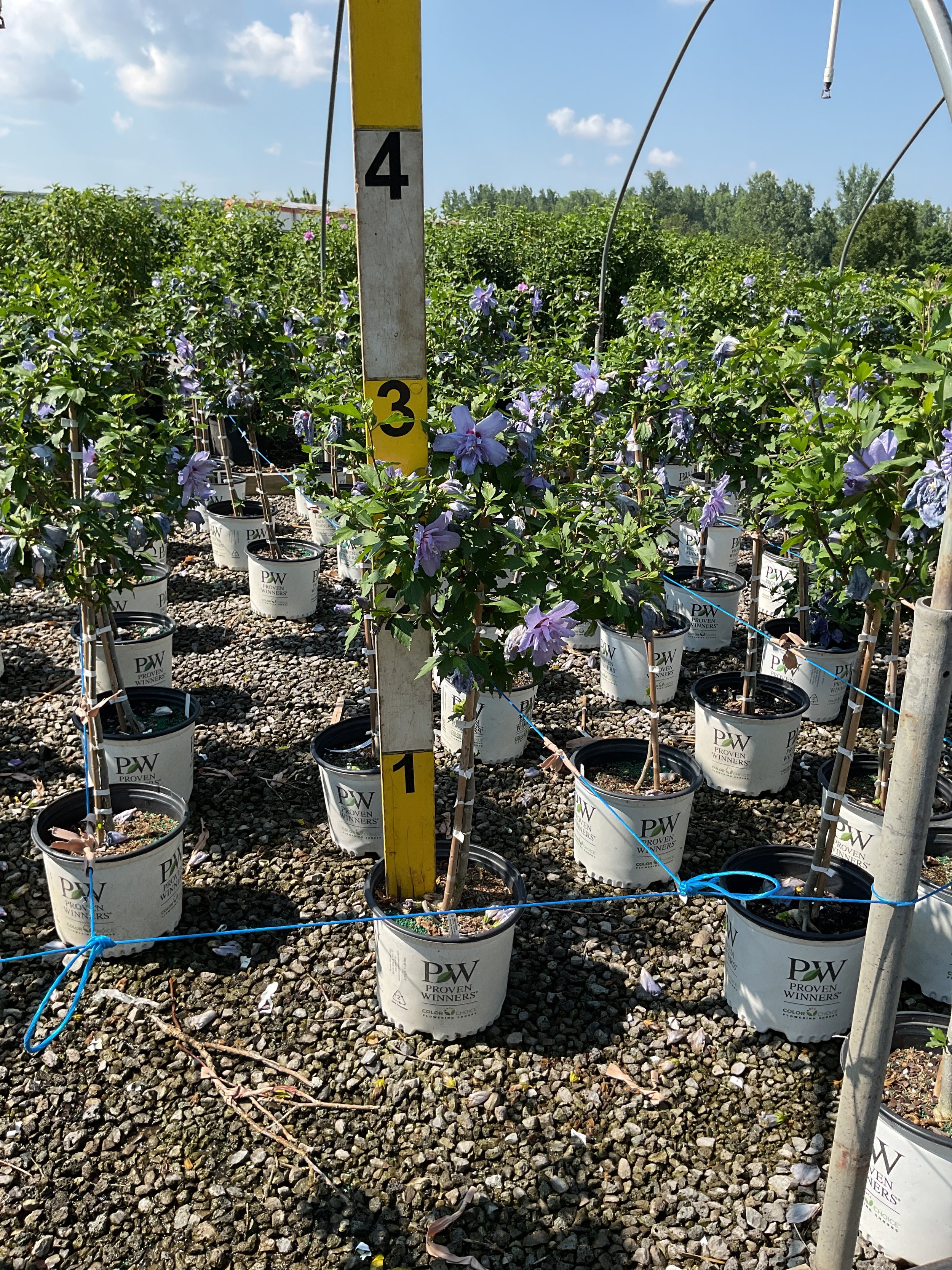 Hibiscus syriacus 'Notwoodthree'