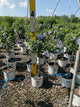 Hibiscus syriacus 'Notwoodthree'