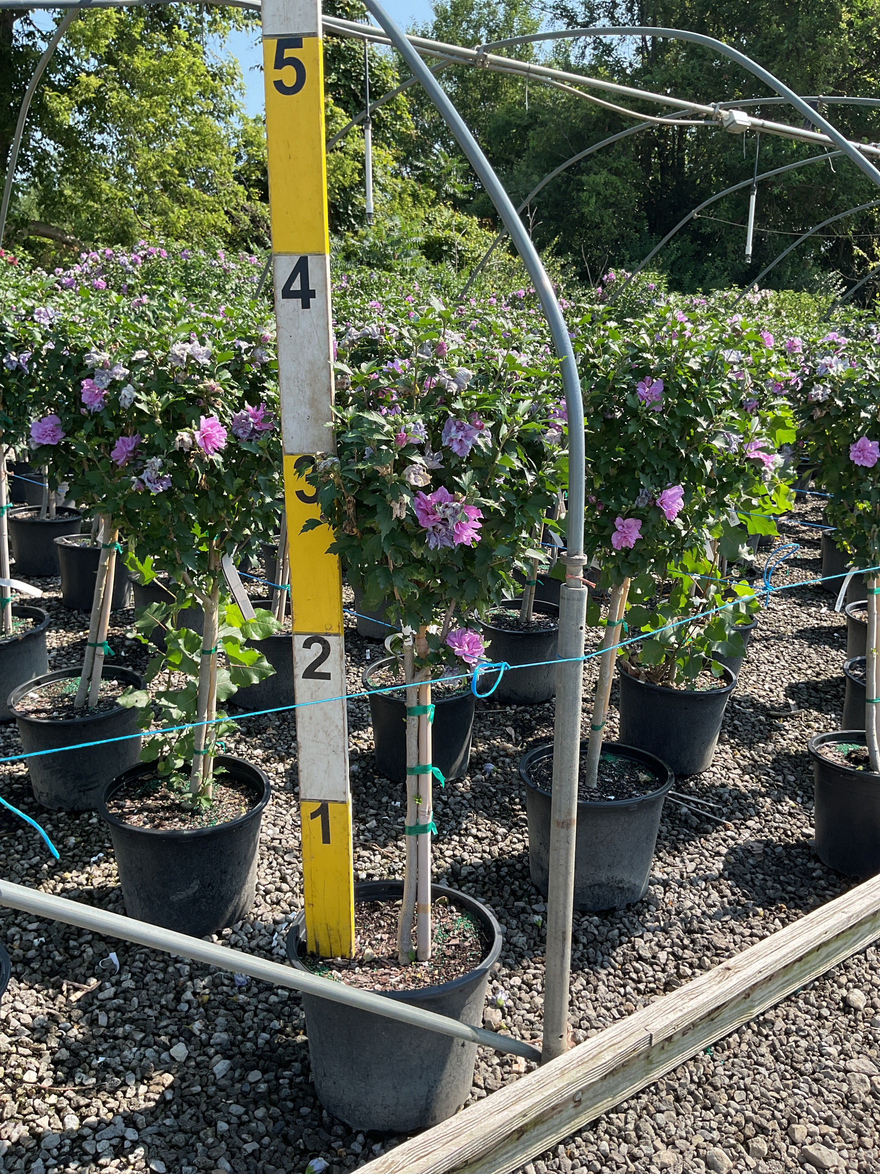 Hibiscus syriacus 'Ardens'