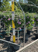Hibiscus syriacus 'Ardens'