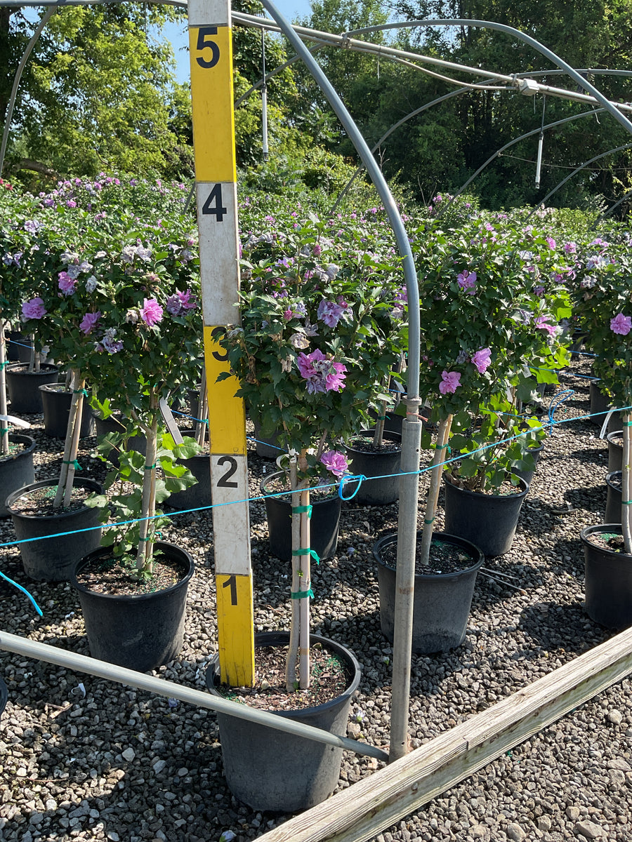Hibiscus syriacus 'Ardens' â€” G7 48