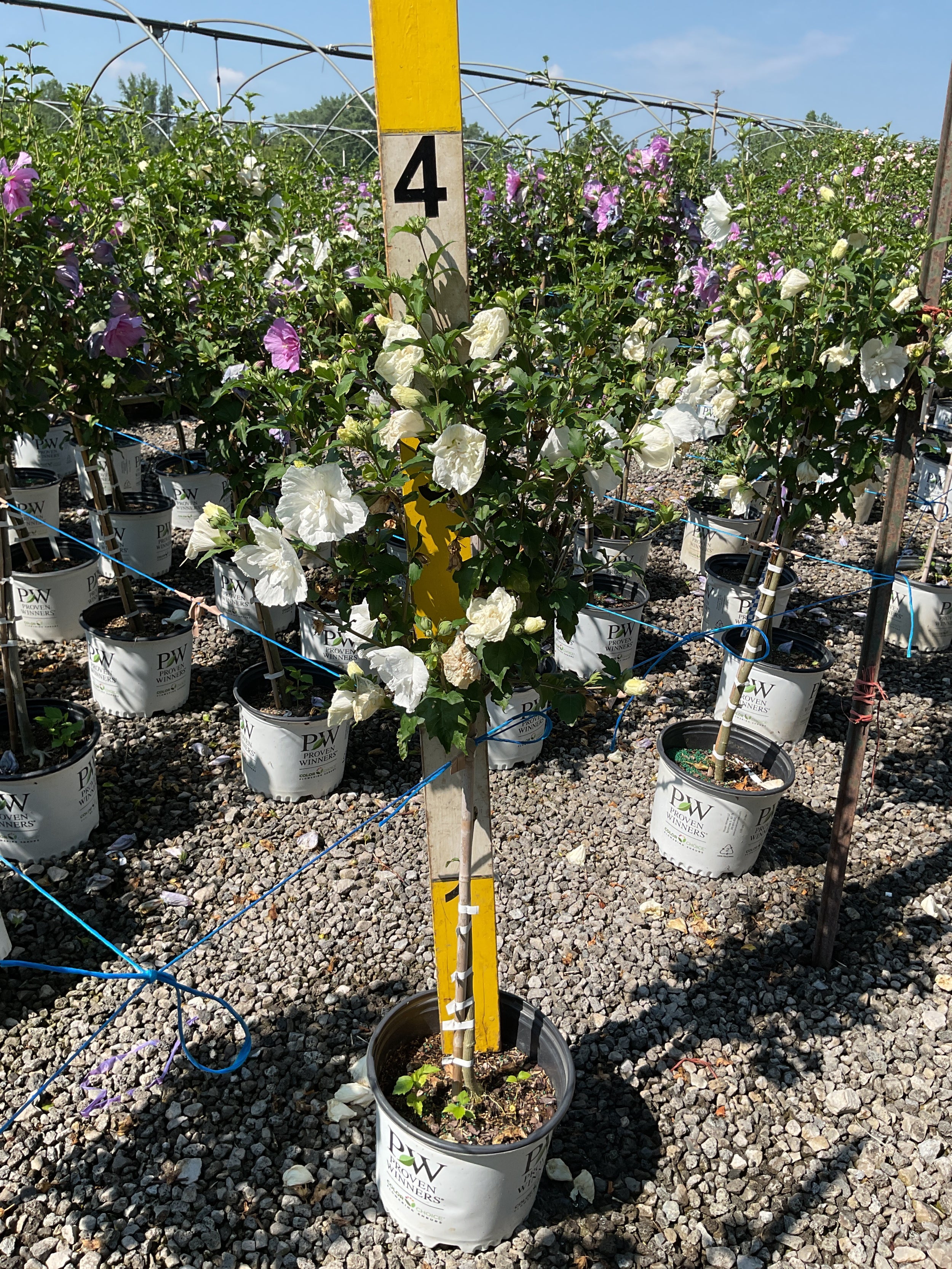 Hibiscus syriacus 'Notwoodtwo'