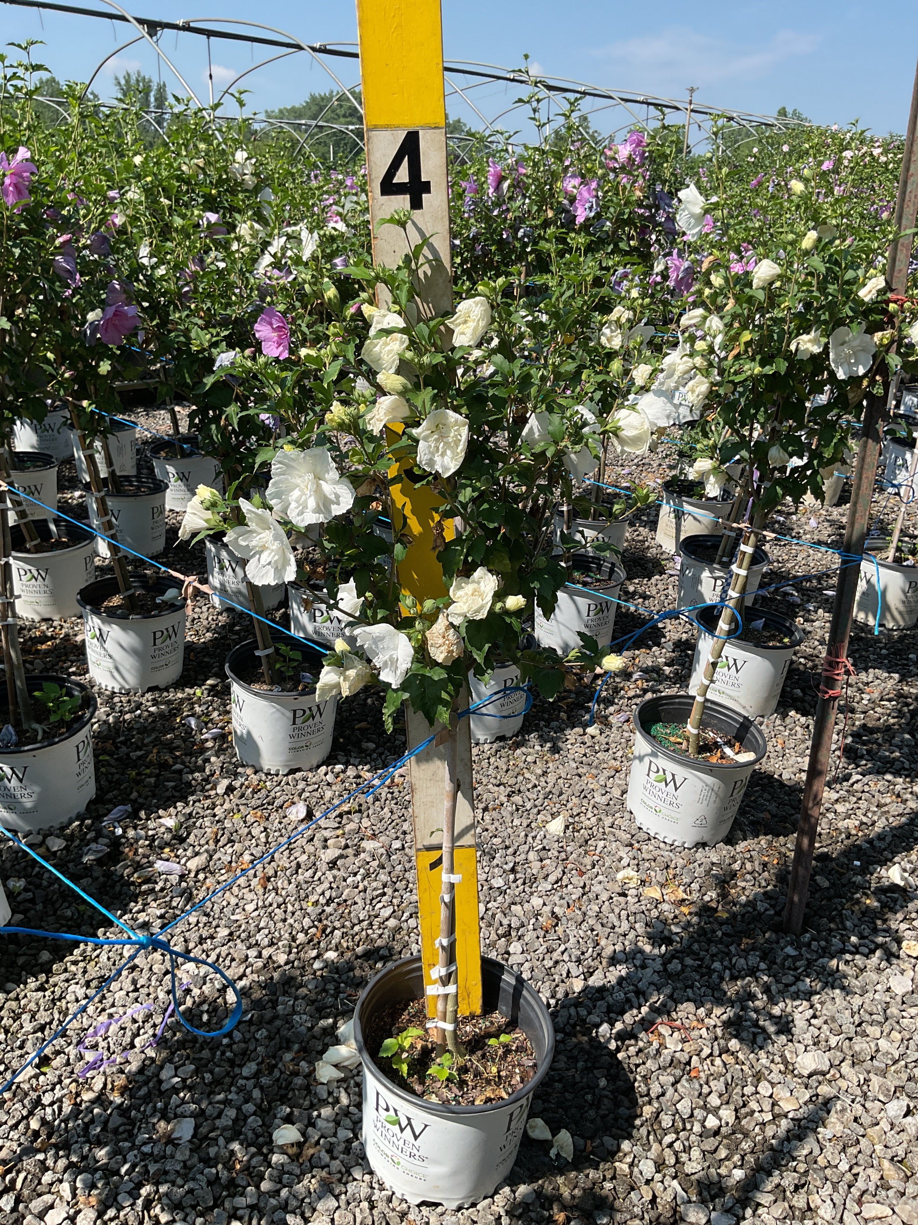 Hibiscus syriacus 'Notwoodtwo'