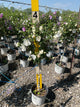 Hibiscus syriacus 'Notwoodtwo'