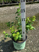 Vaccinium bluecrop 'Bluecrop'