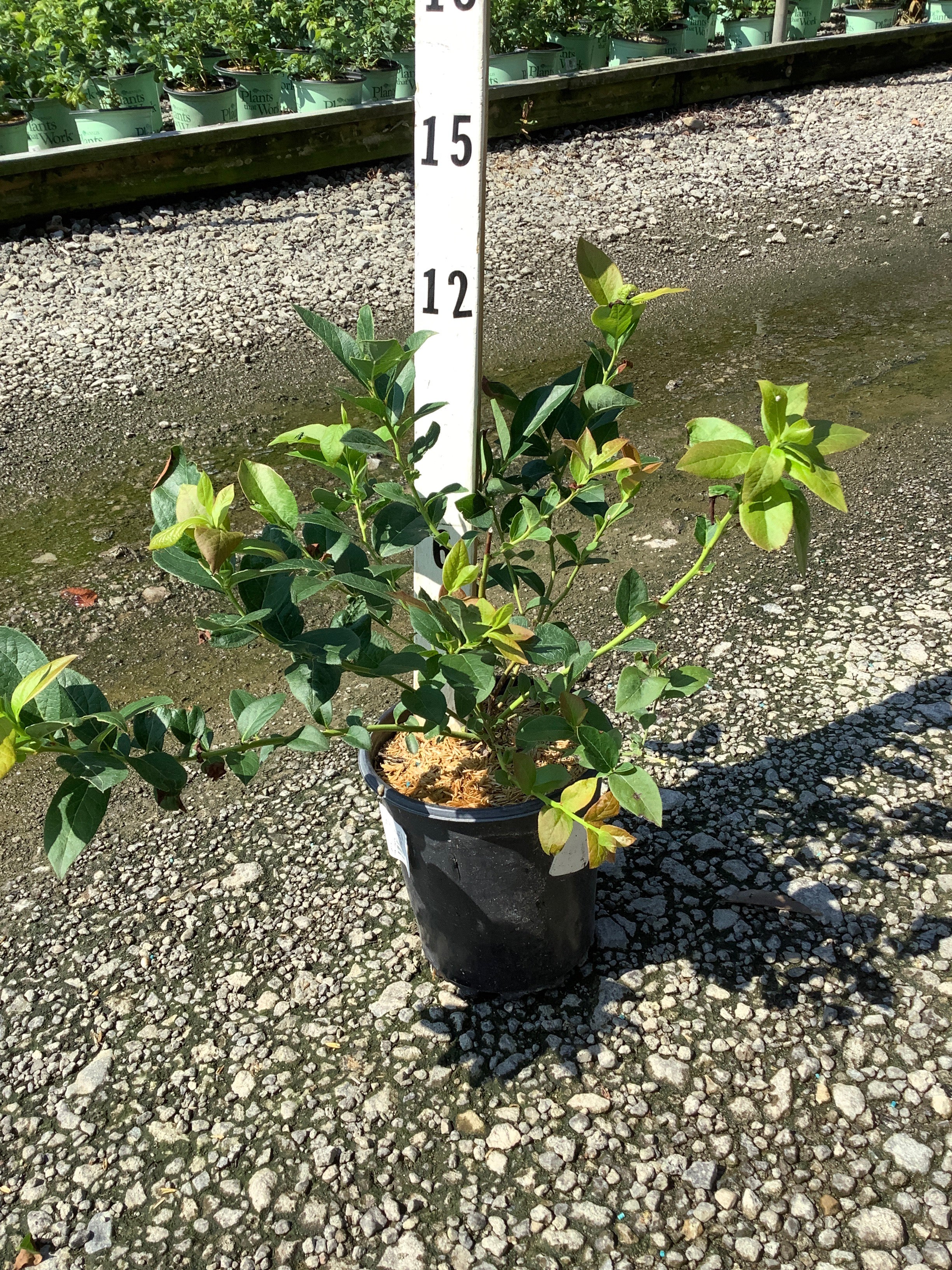 Vaccinium chandler 'Chandler'