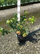 Vaccinium chandler 'Chandler'