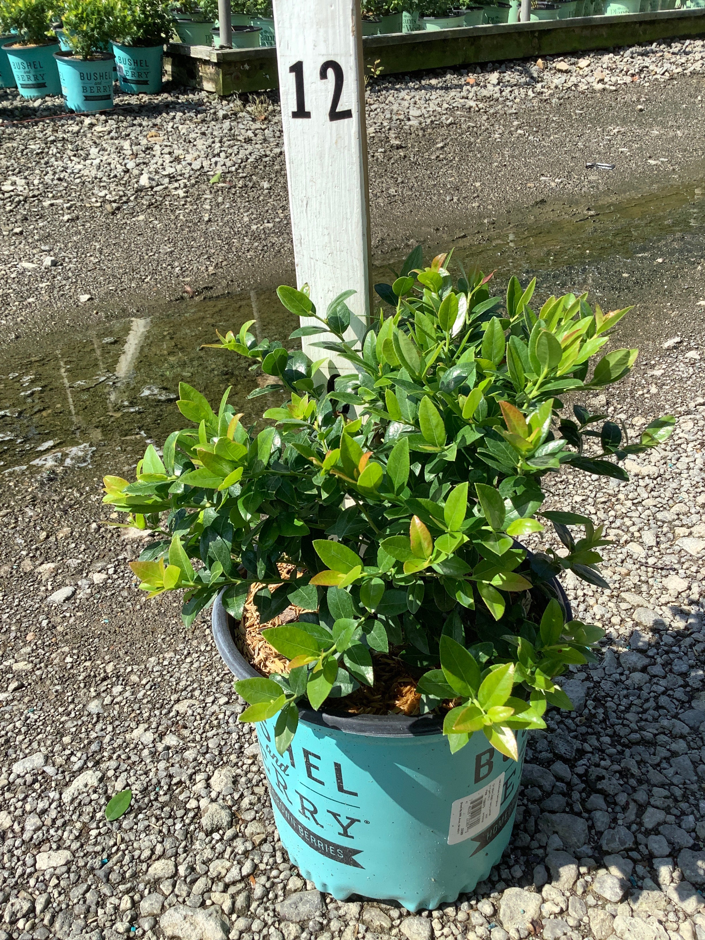 Vaccinium berrybux