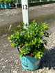 Vaccinium berrybux