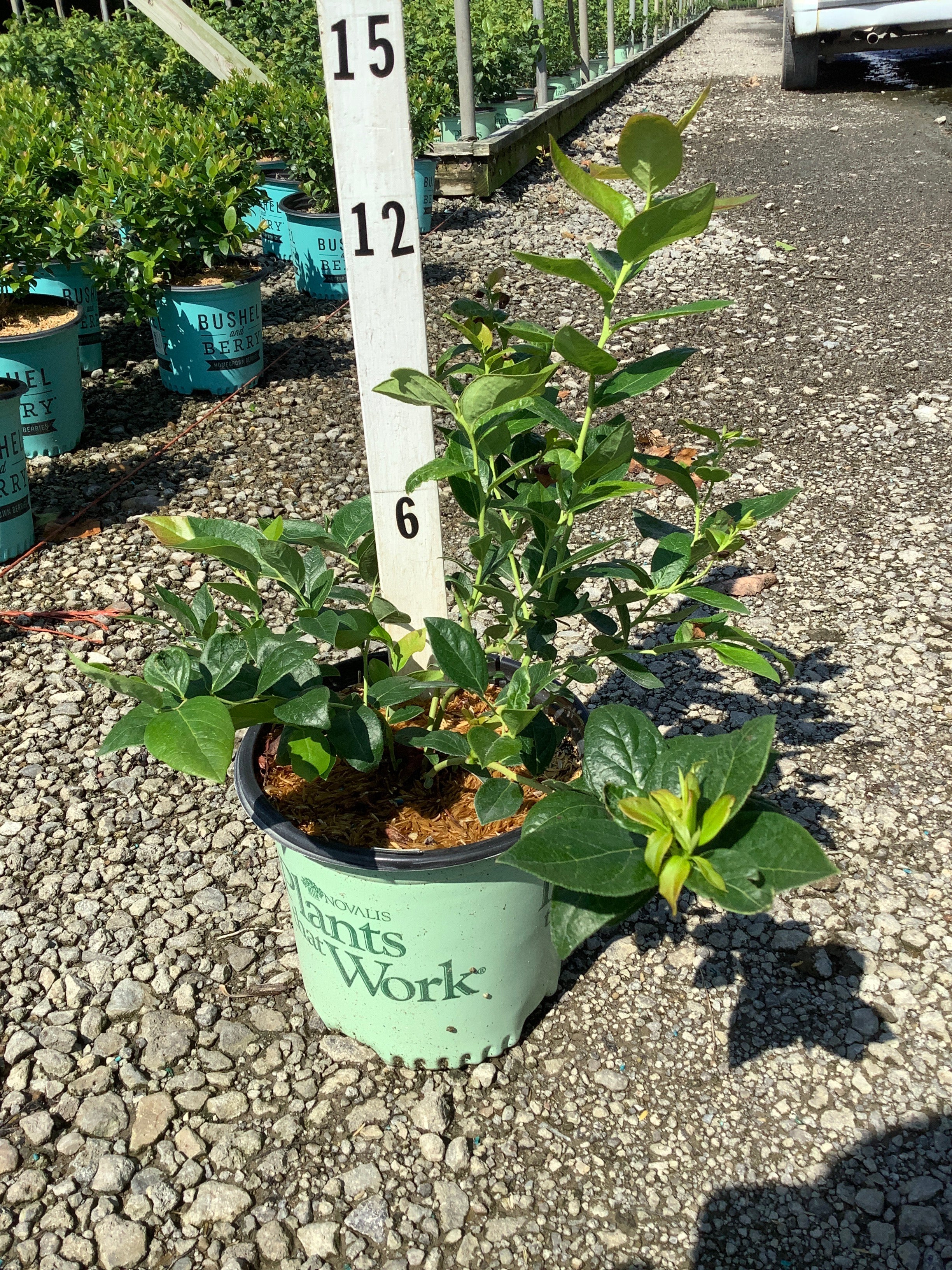 Vaccinium corymbosum 'Duke'