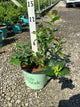Vaccinium corymbosum 'Duke'