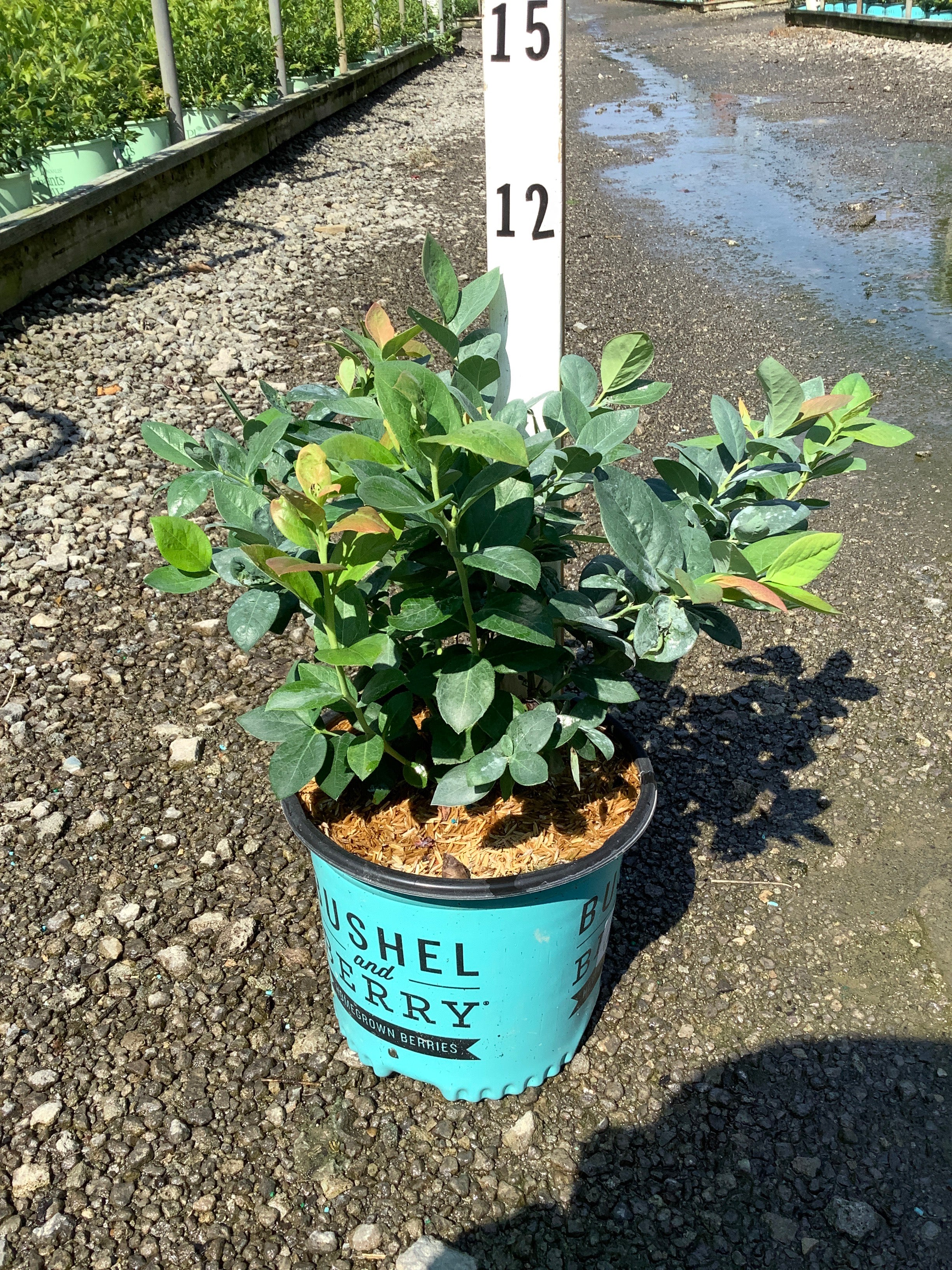 Vaccinium 'Pink Icing'