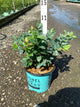 Vaccinium 'Pink Icing'