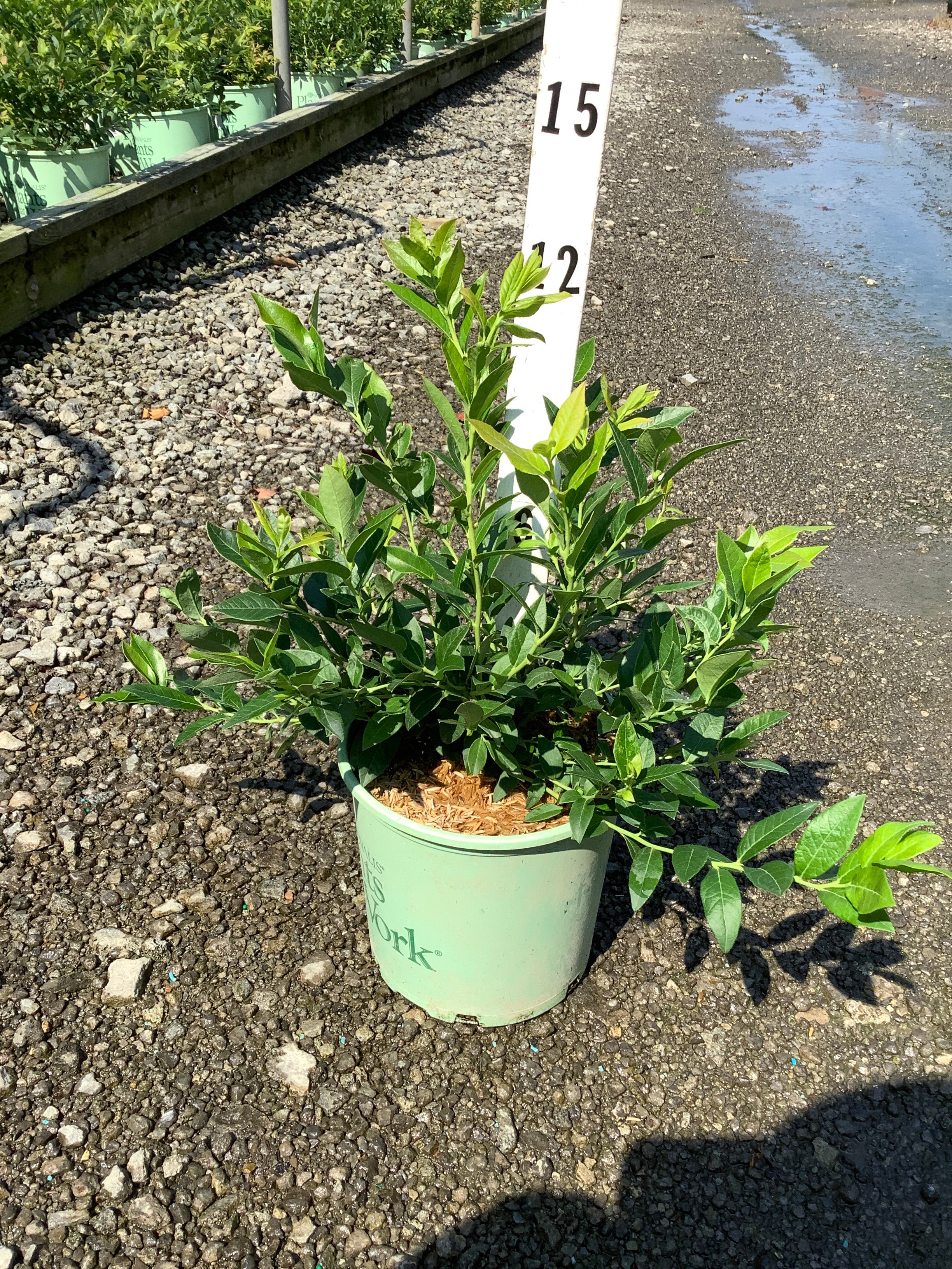 Vaccinium x 'Top Hat'