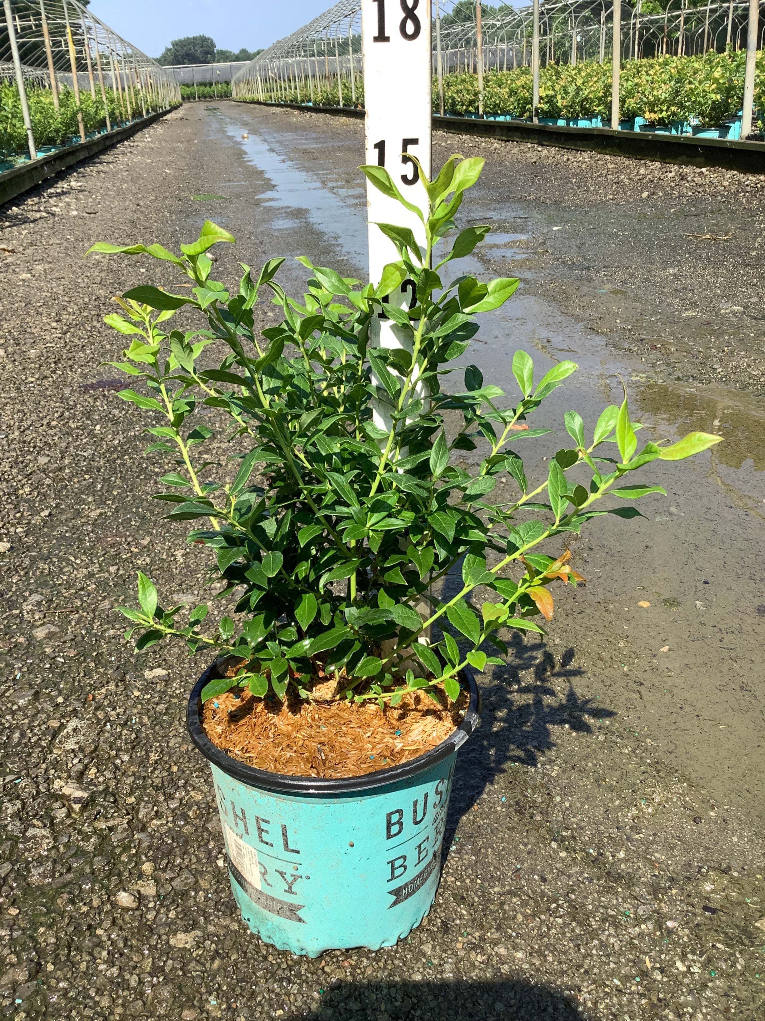 Vaccinium perpetua