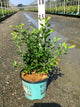 Vaccinium perpetua