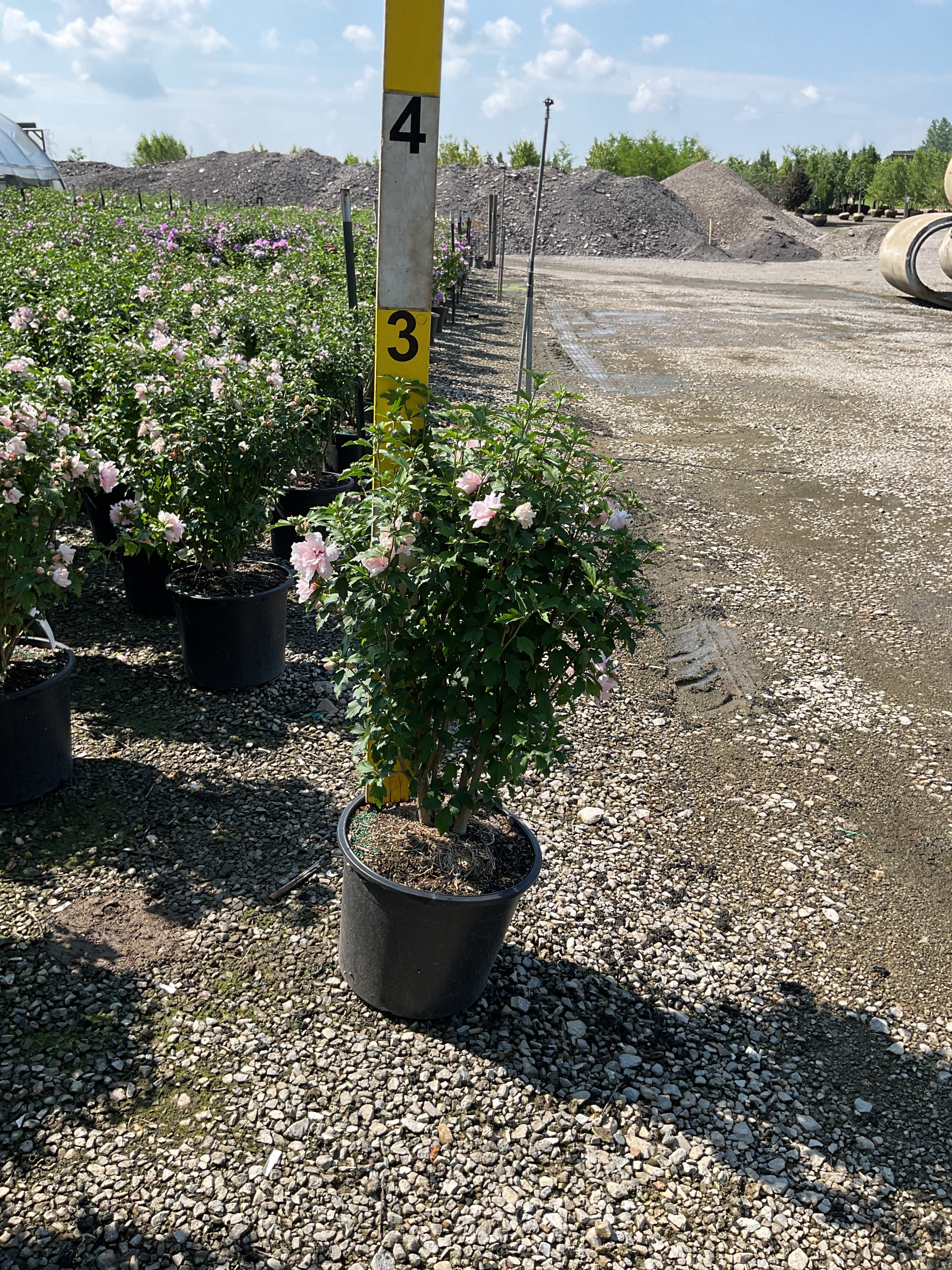 Hibiscus syriacus 'Blushing Bride'