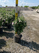 Hibiscus syriacus 'Blushing Bride'
