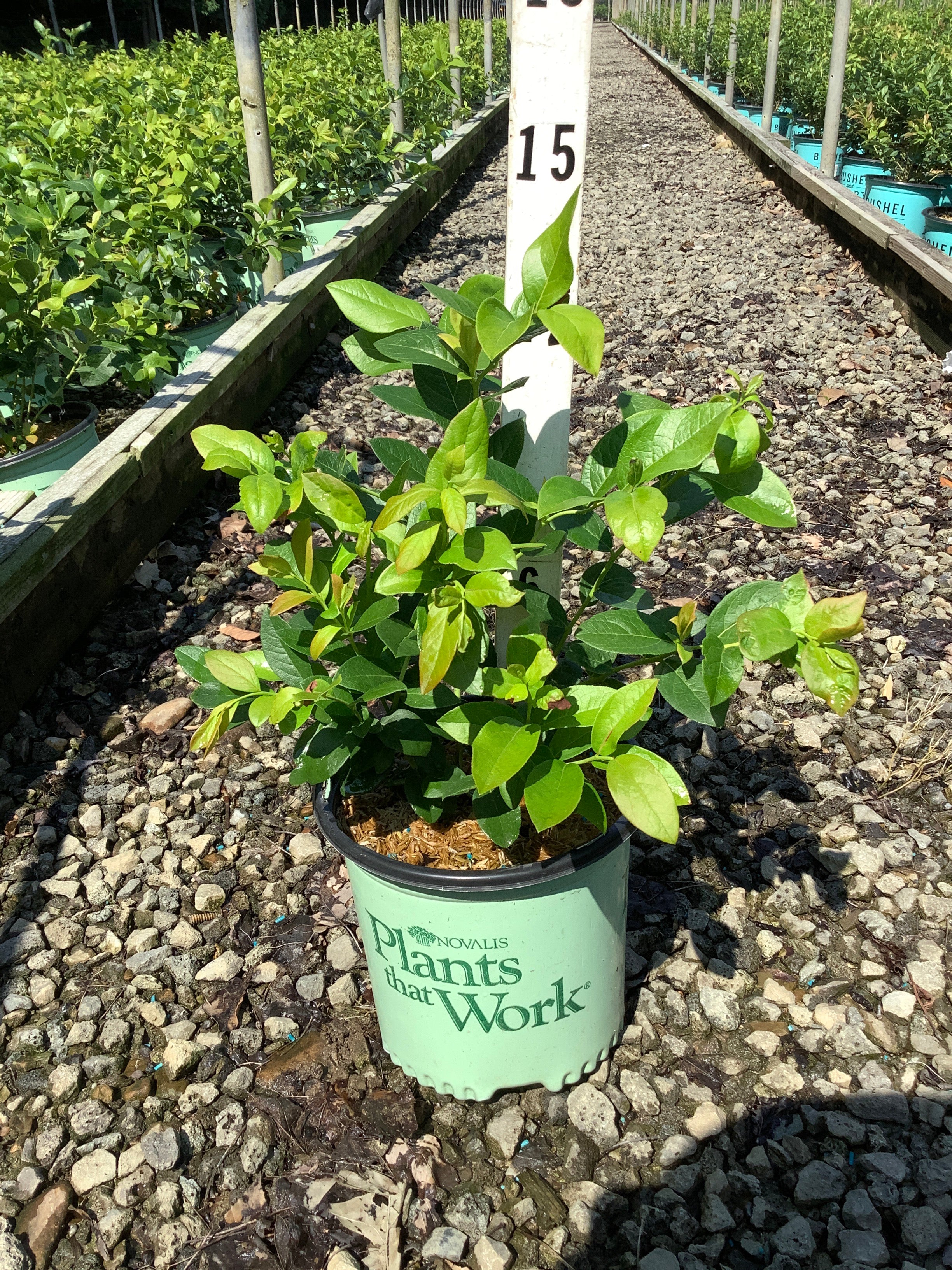 Vaccinium patriot 'Patriot'