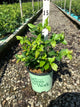 Vaccinium patriot 'Patriot'
