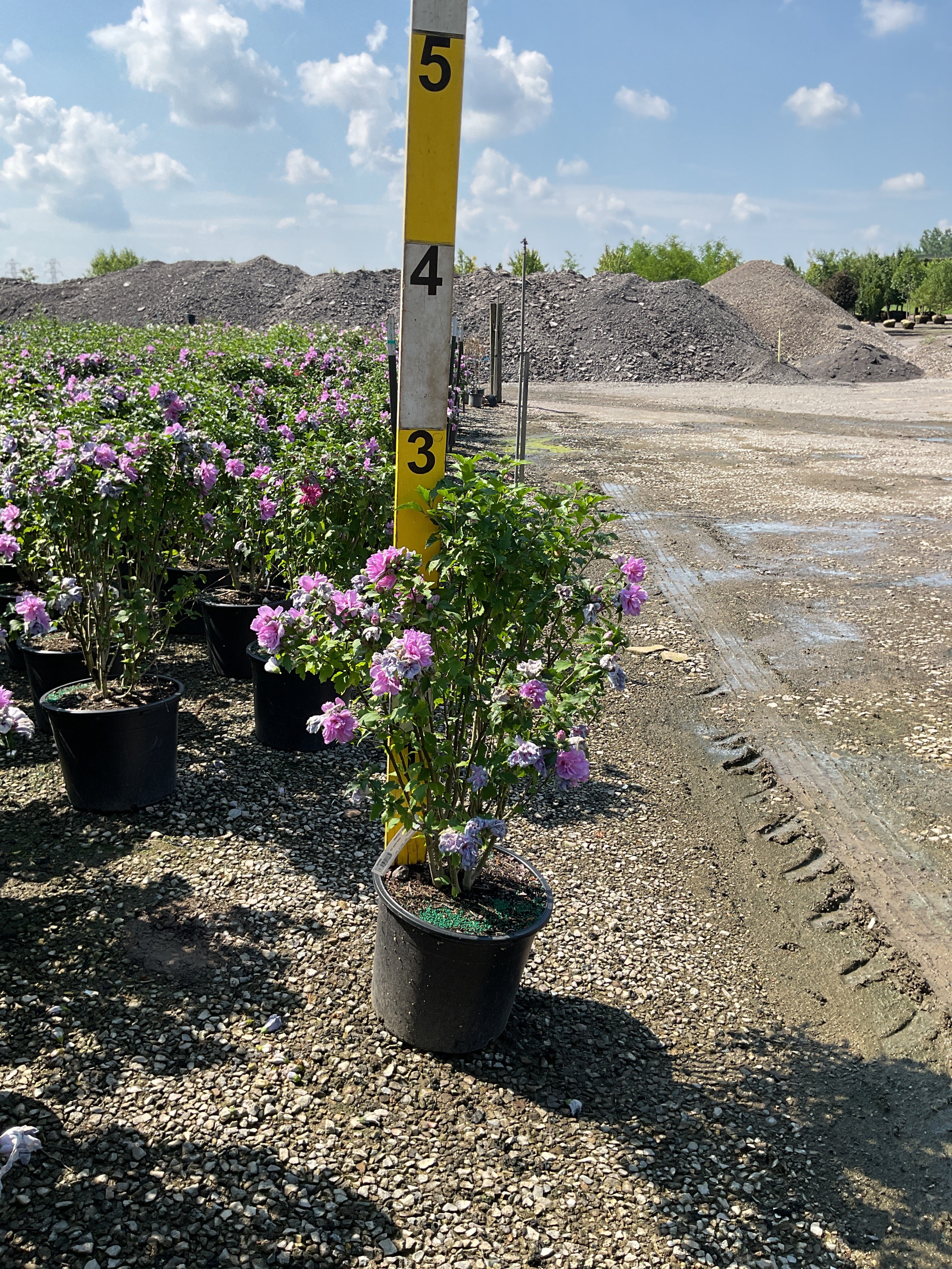 Hibiscus syriacus 'Ardens'