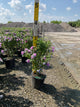 Hibiscus syriacus 'Ardens'
