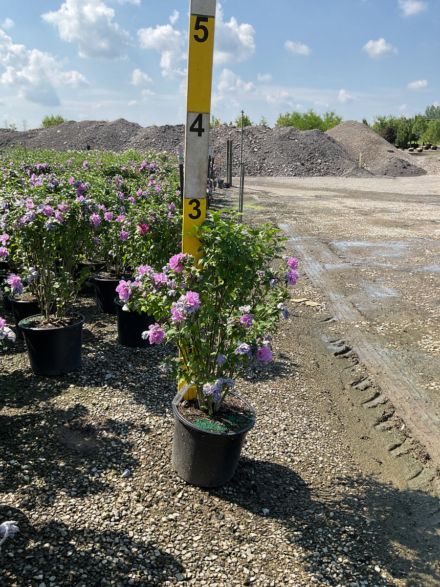 Hibiscus syriacus 'Ardens' â€” G7 30