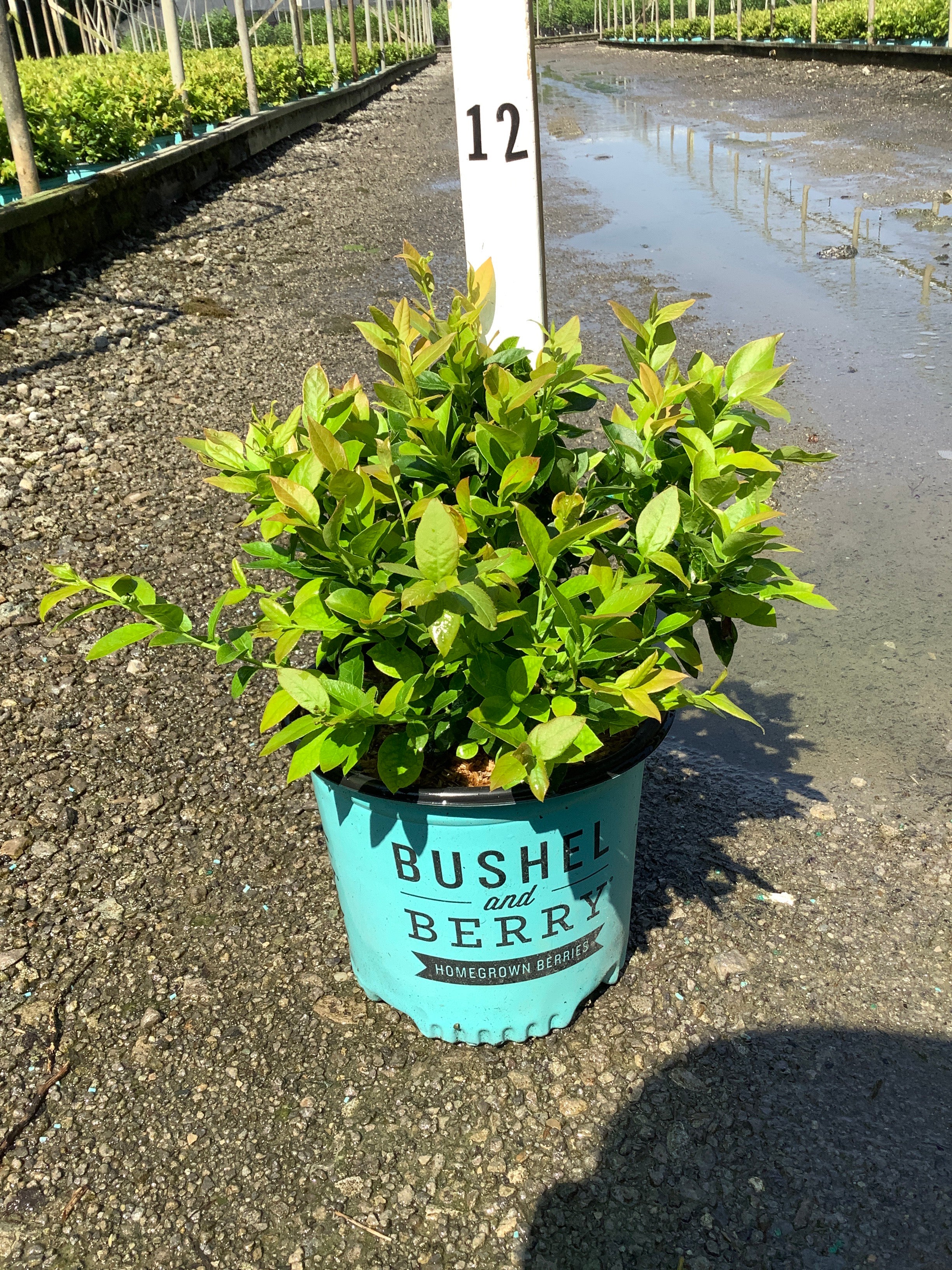 Vaccinium x 'Jelly Bean'