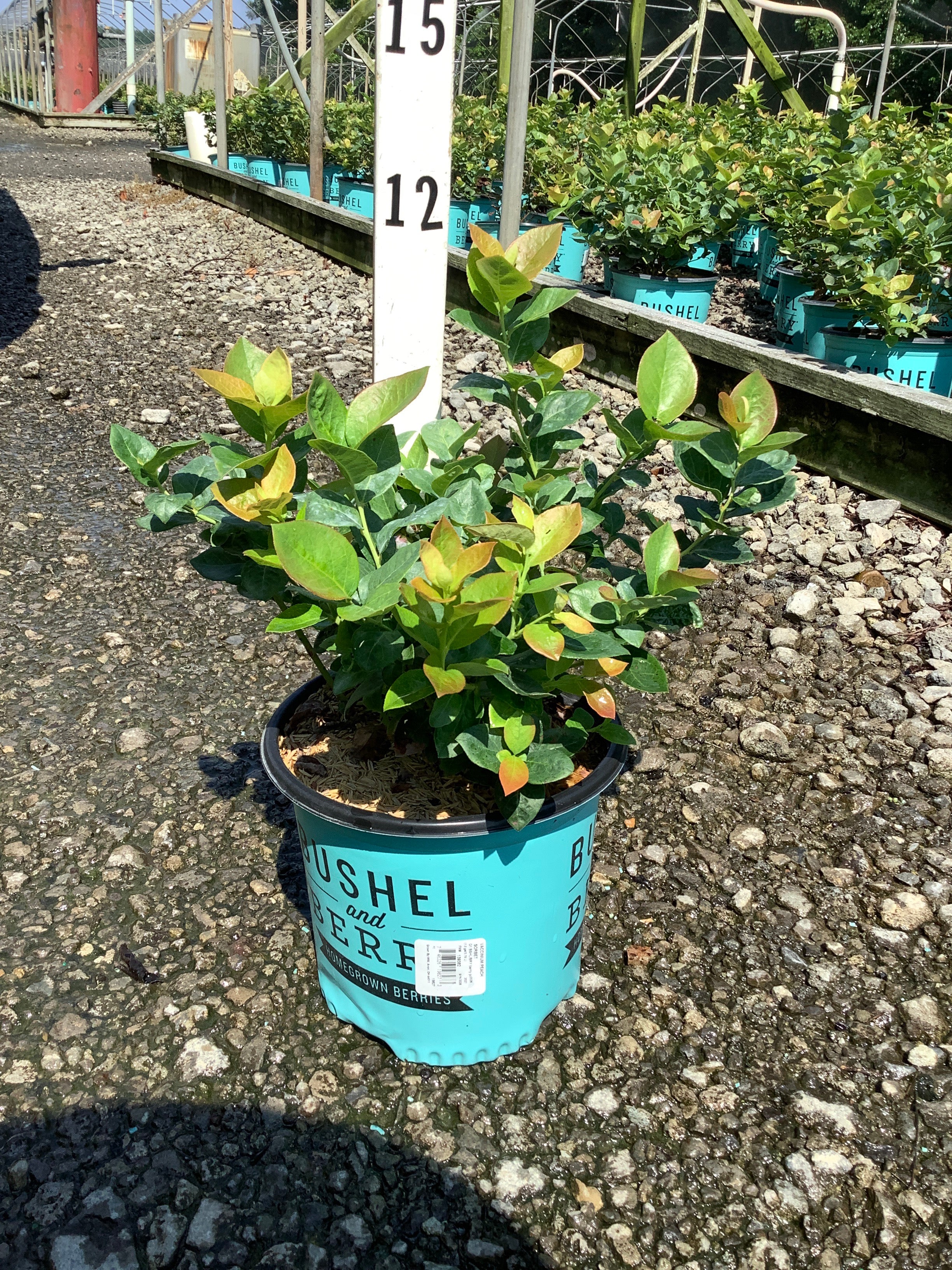 Vaccinium x 'Peach Sorbet'