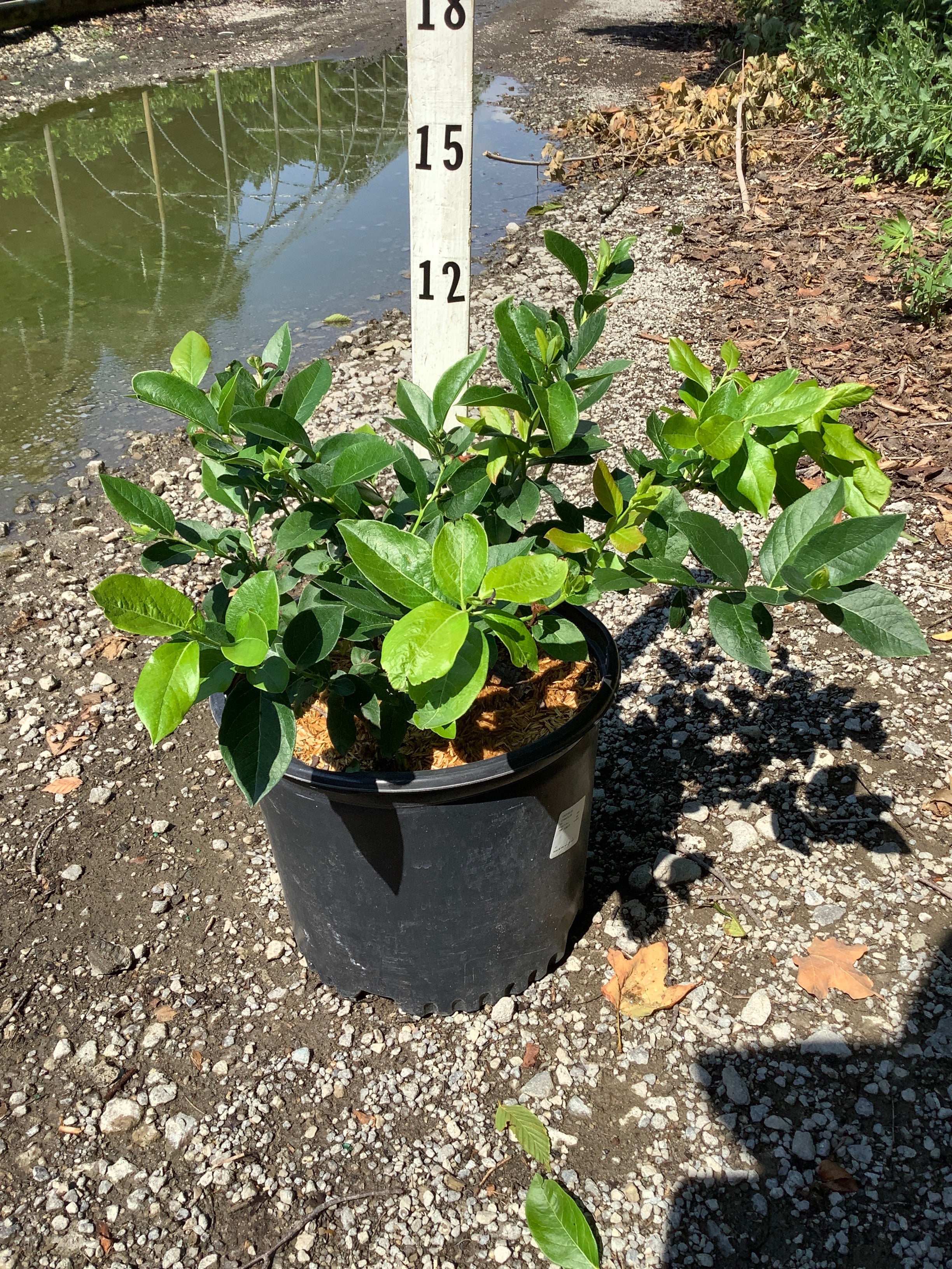 Vaccinium chandler 'Chandler'