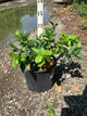 Vaccinium chandler 'Chandler'