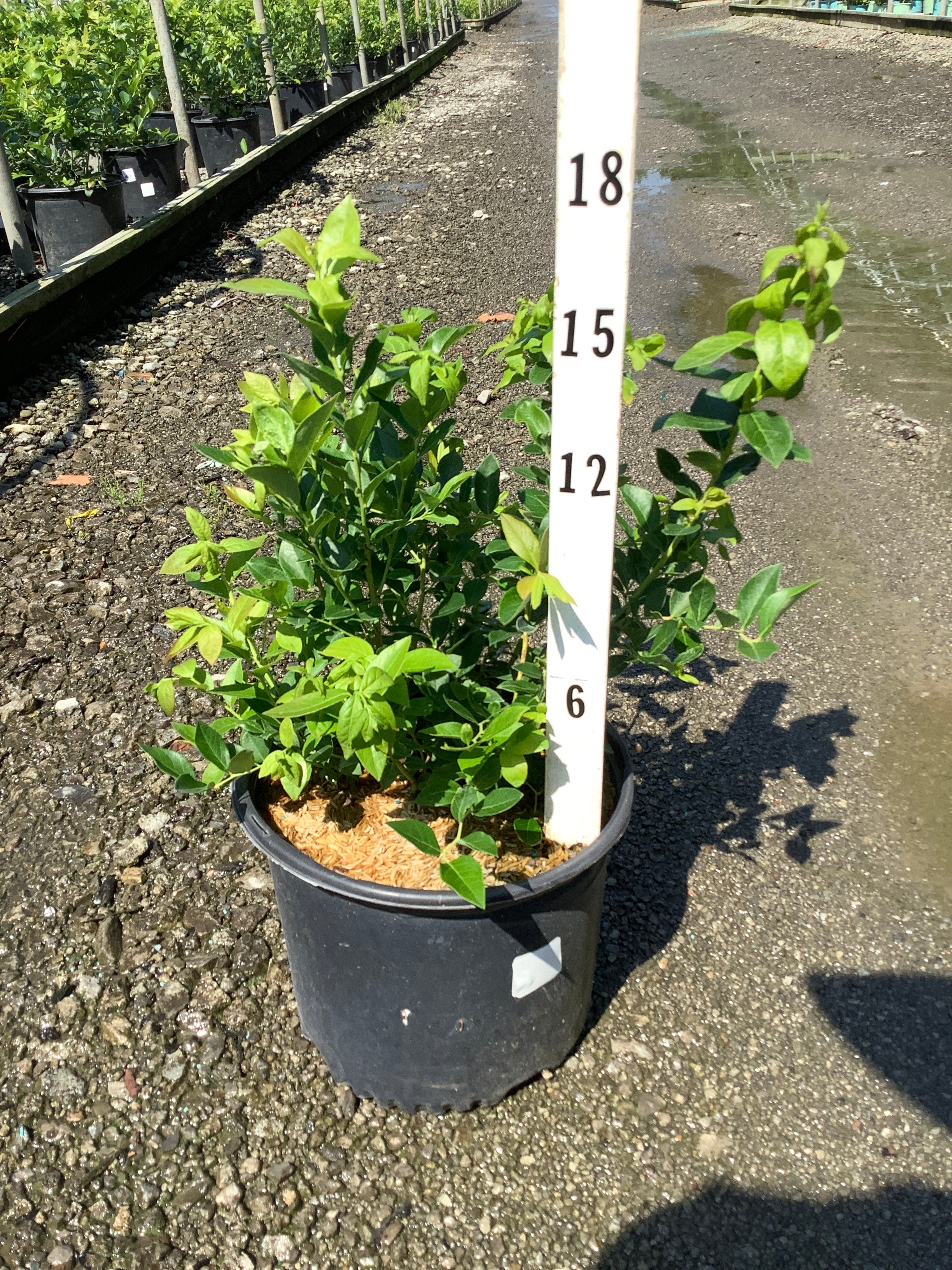 Vaccinium corymbosum 'Duke'