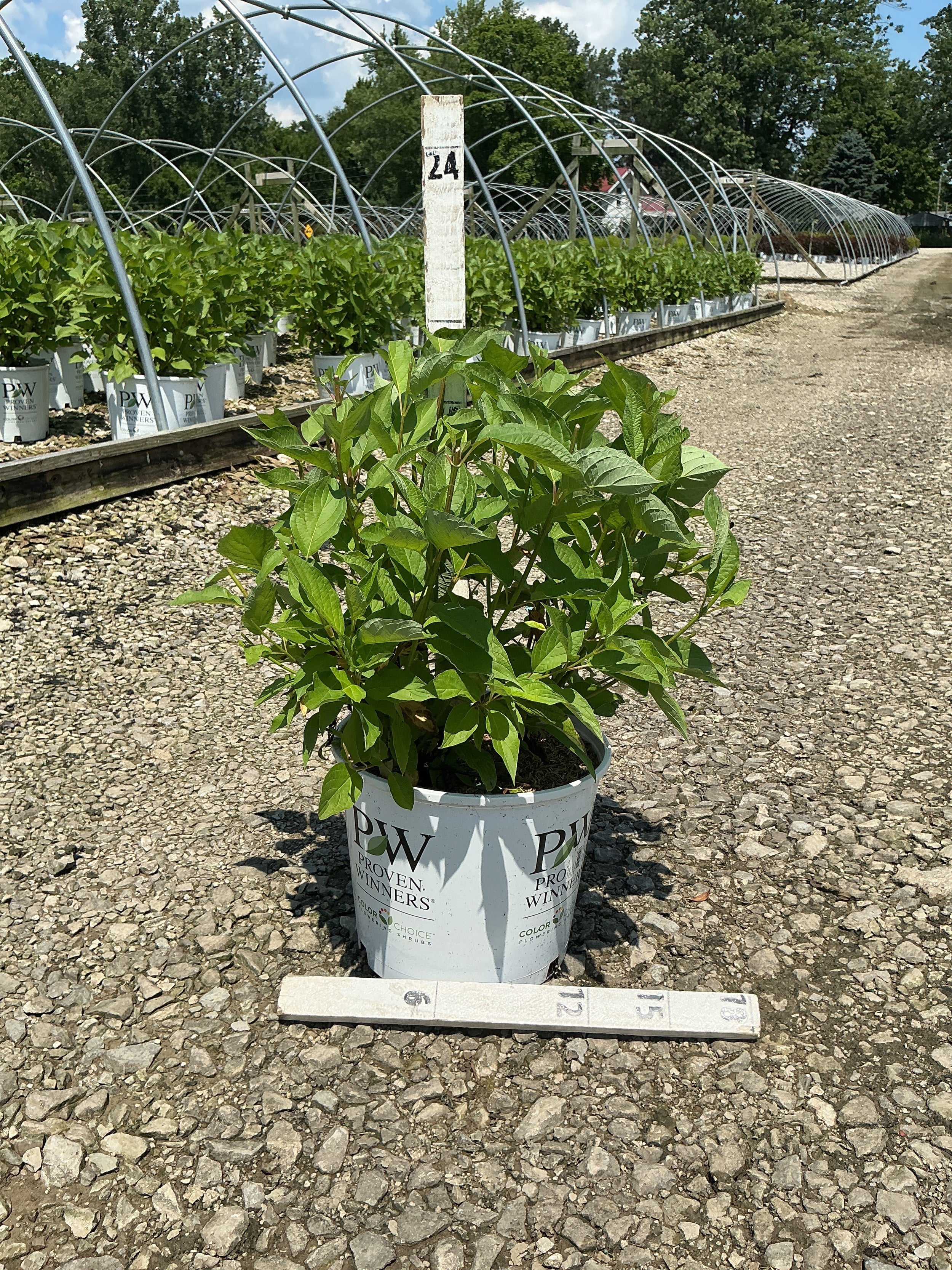 Cornus stolonifera 'Arctic Fire Red'