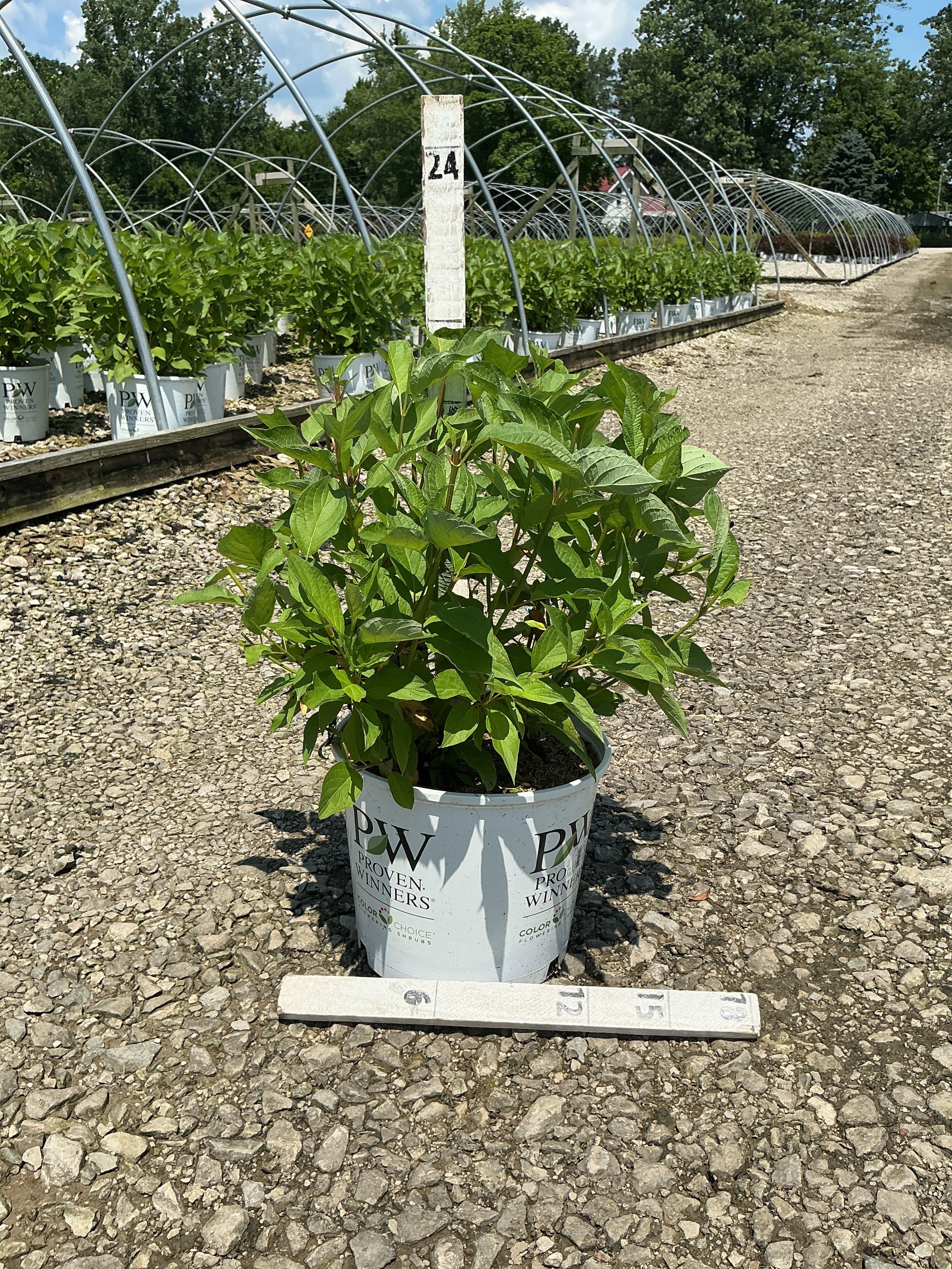 Cornus stolonifera 'Arctic Fire Red'