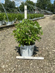 Cornus stolonifera 'Arctic Fire Red'