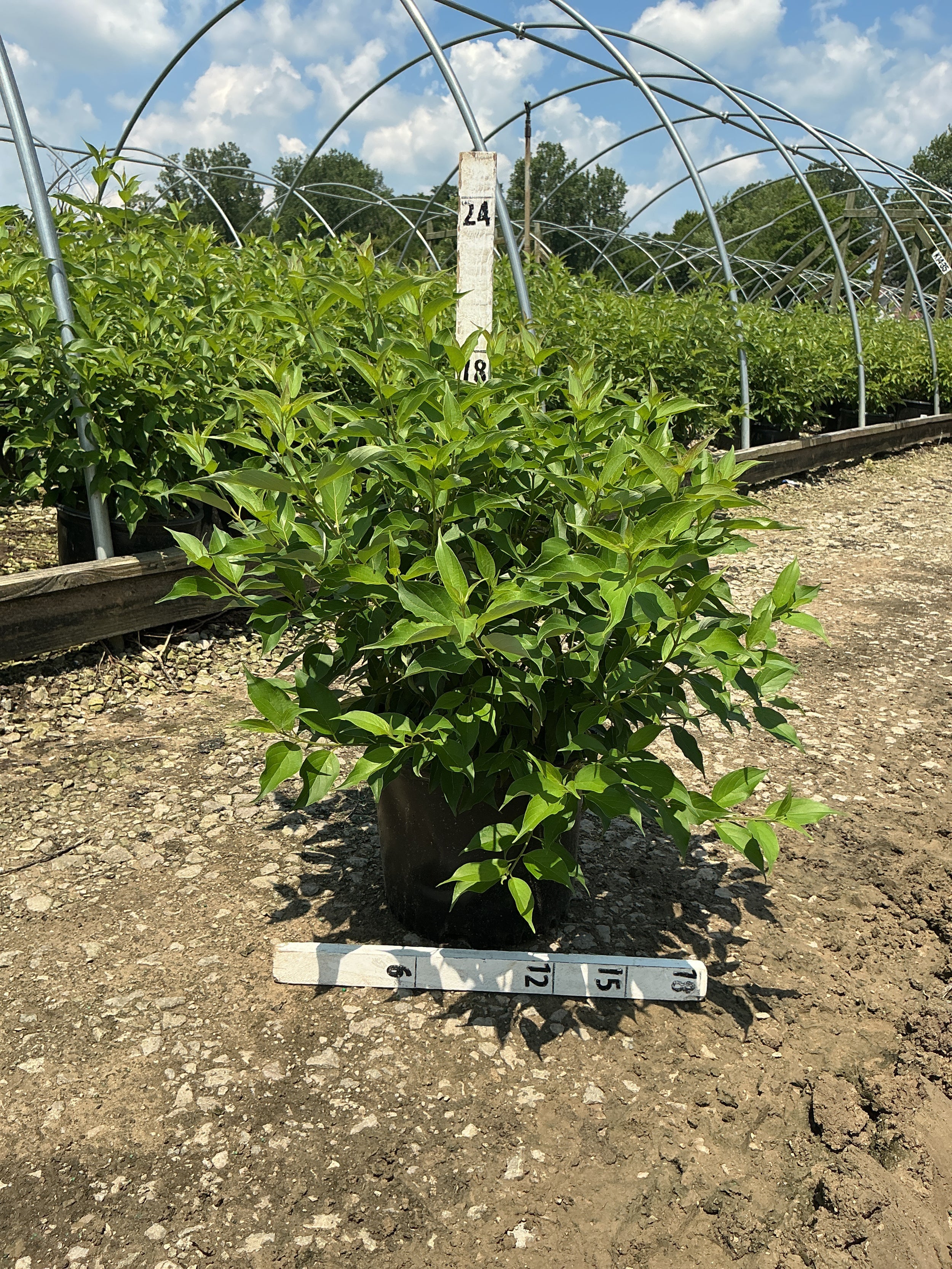 Cornus alba 'Regnzam'
