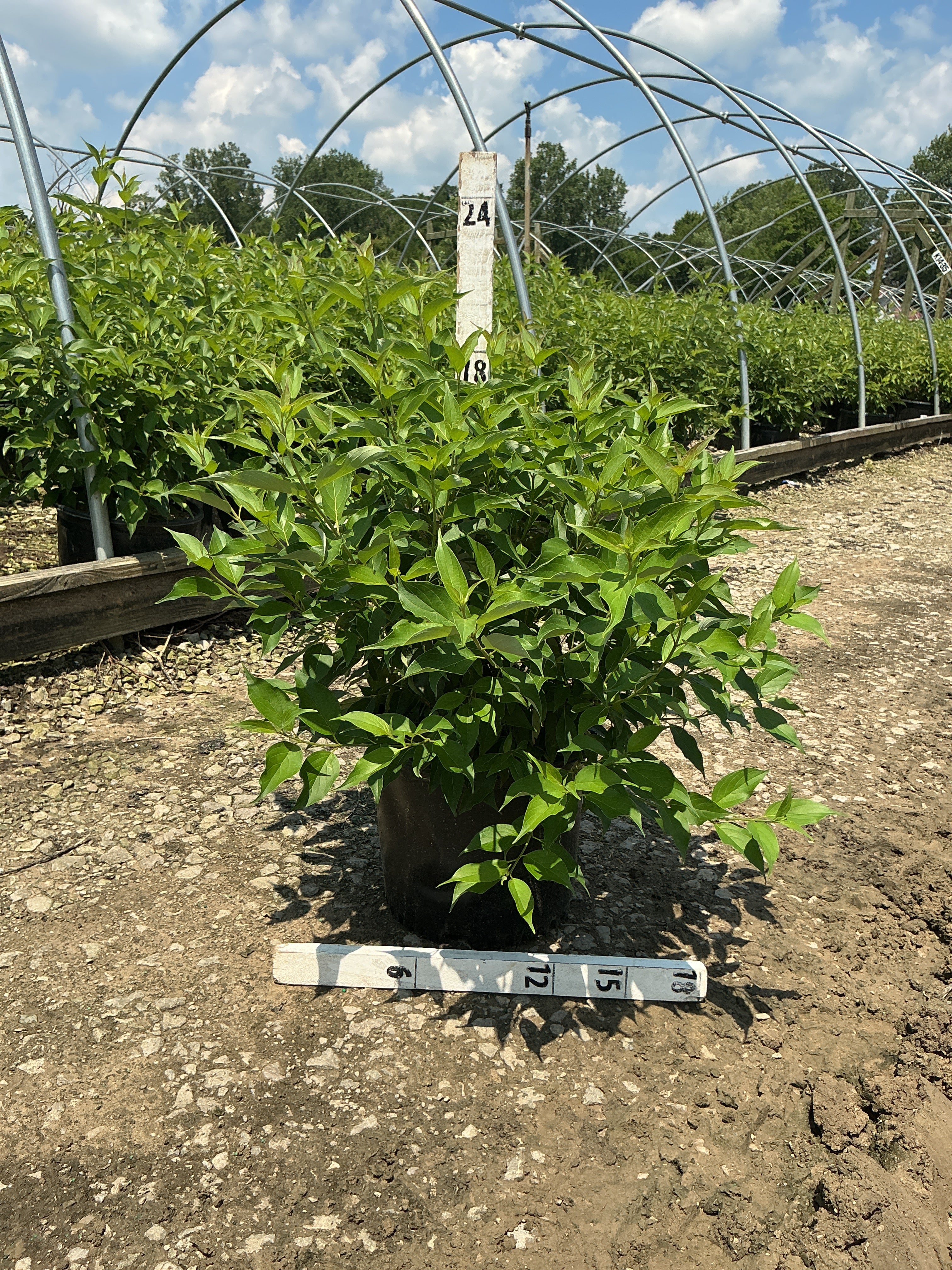 Cornus alba 'Regnzam'