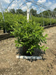 Cornus alba 'Regnzam'