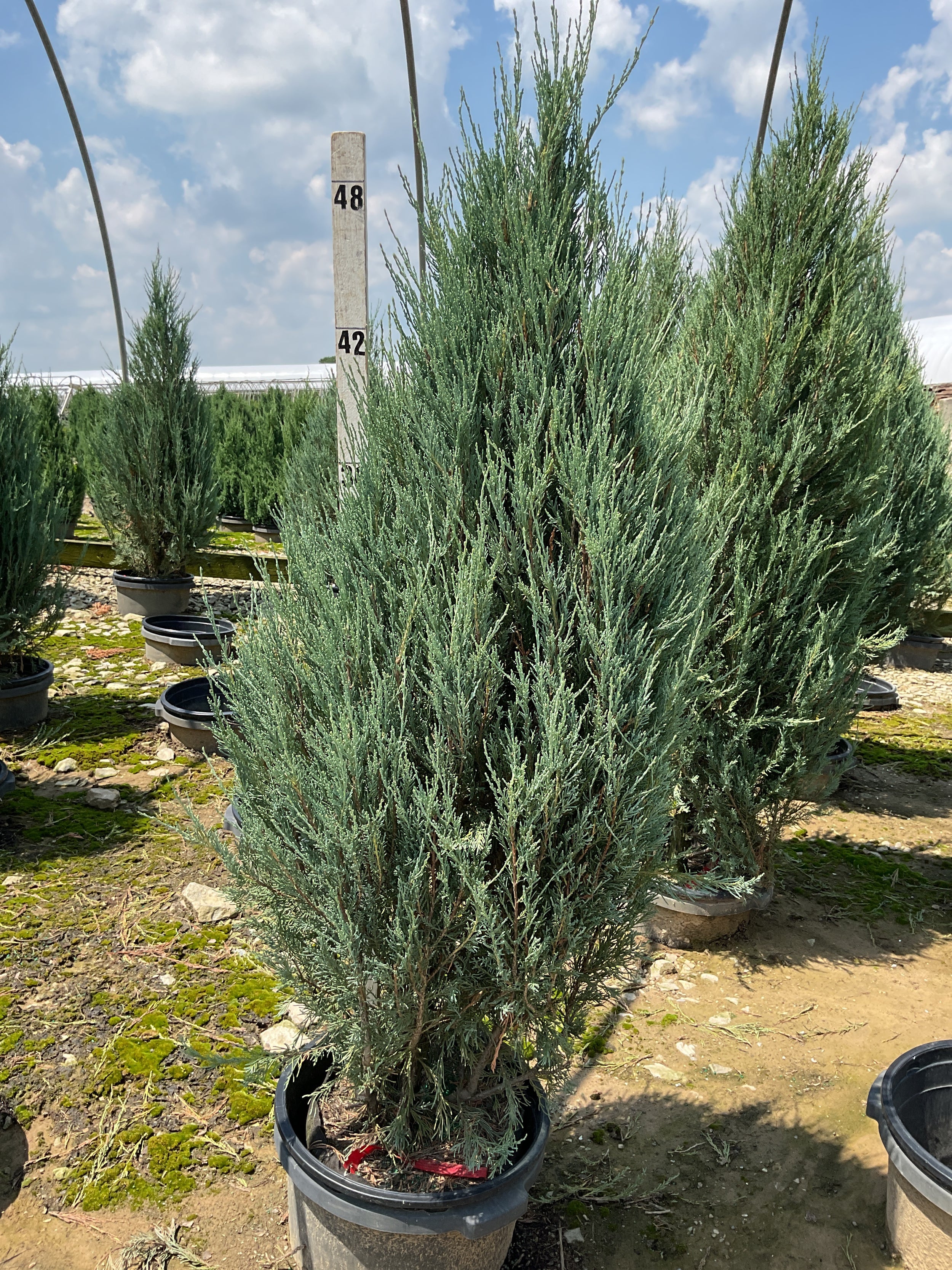 Juniperus scopulorum 'Skyrocket'