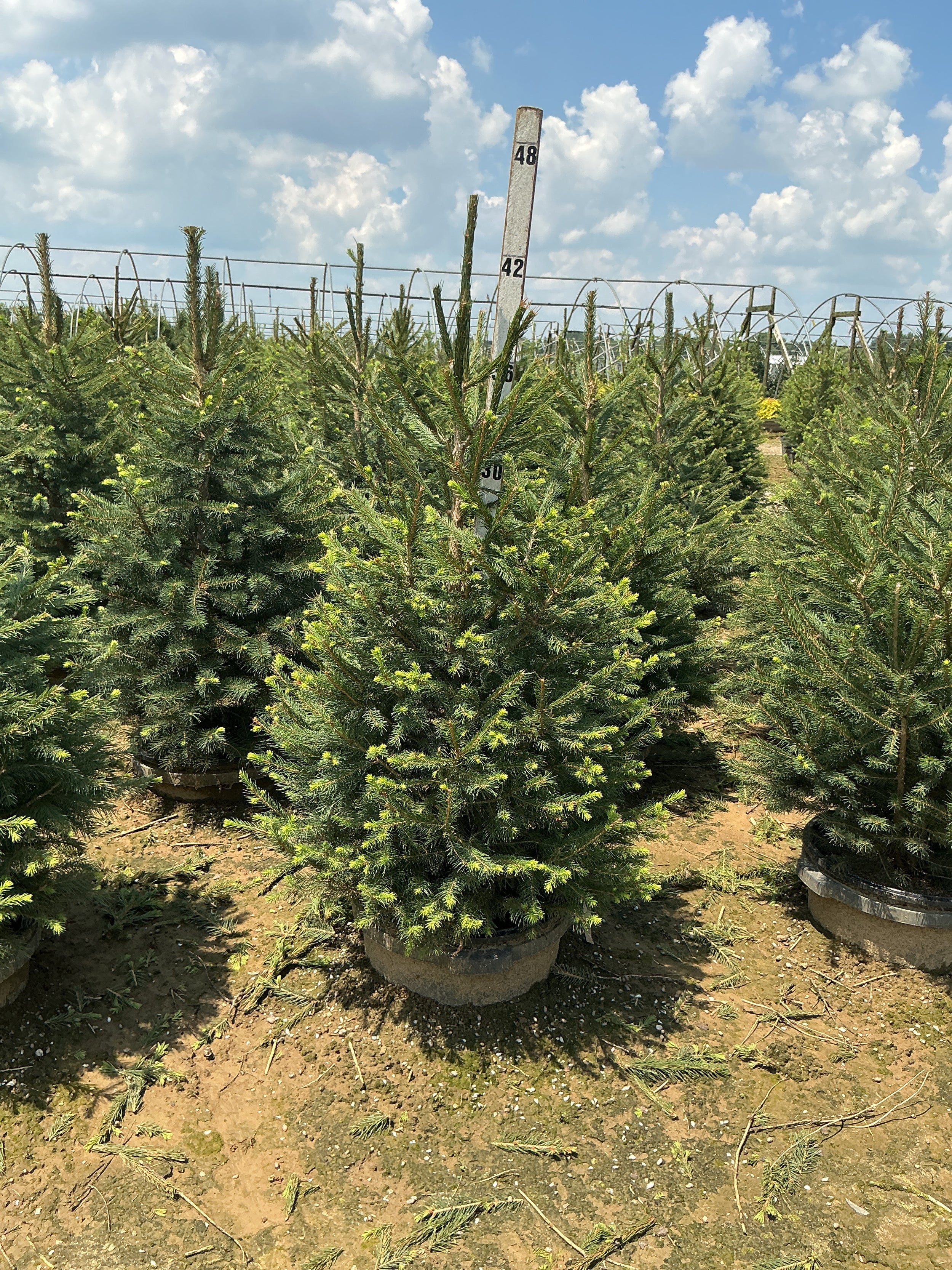 Picea glauca